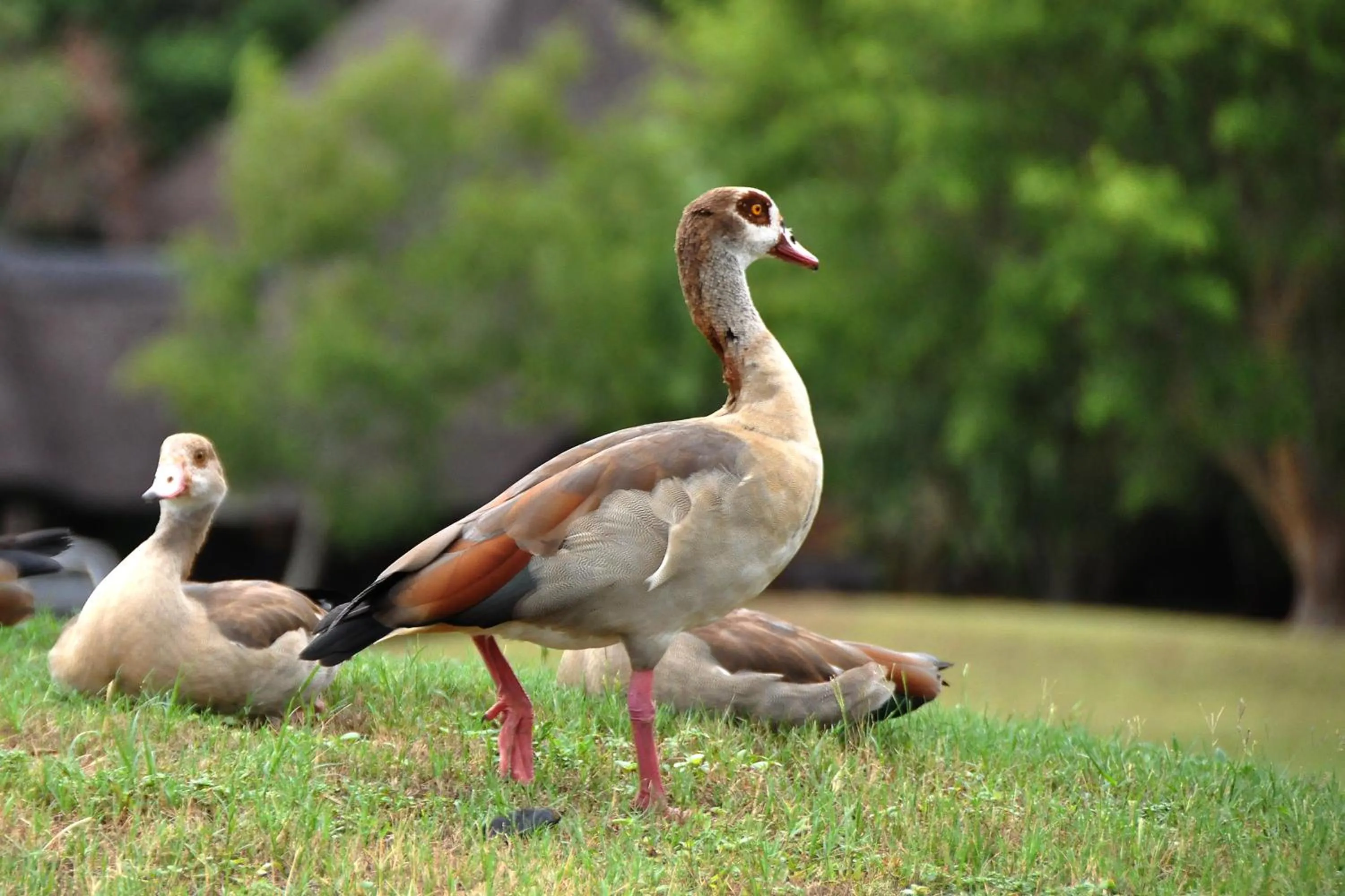Animals in Kruger Park Lodge Unit No. 612