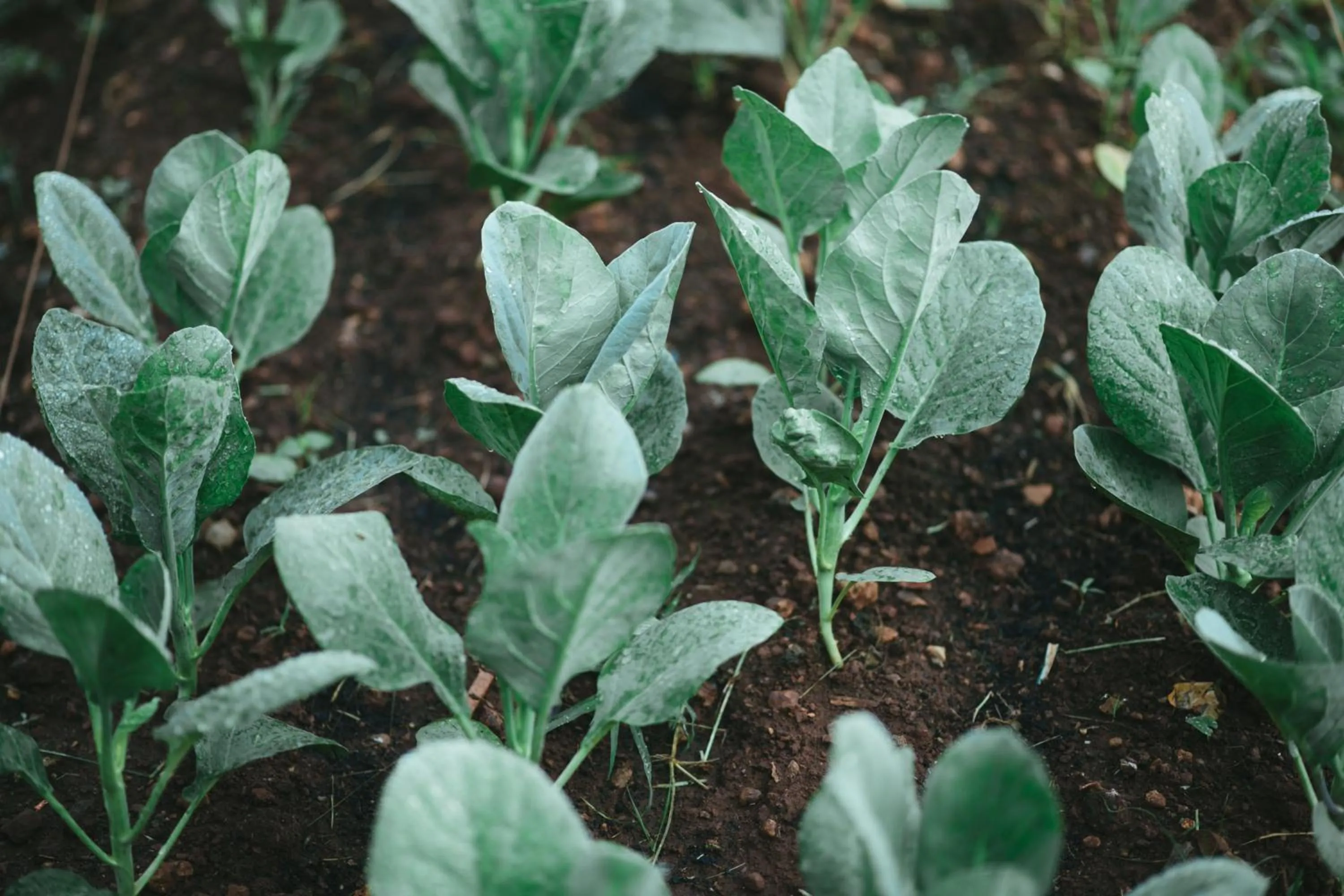 Garden in Kipbox Hotel Trang