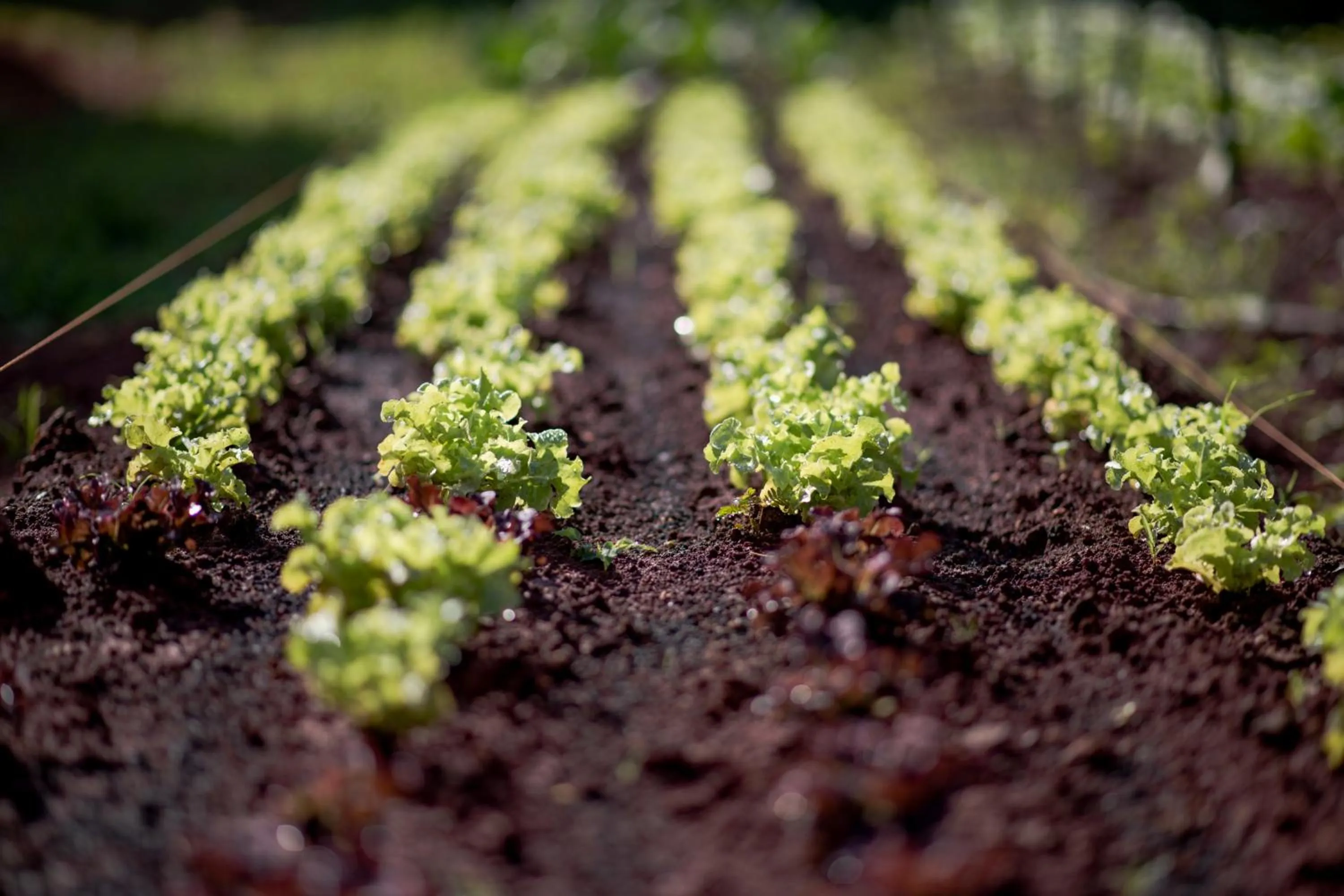 Food and drinks in Kipbox Hotel Trang