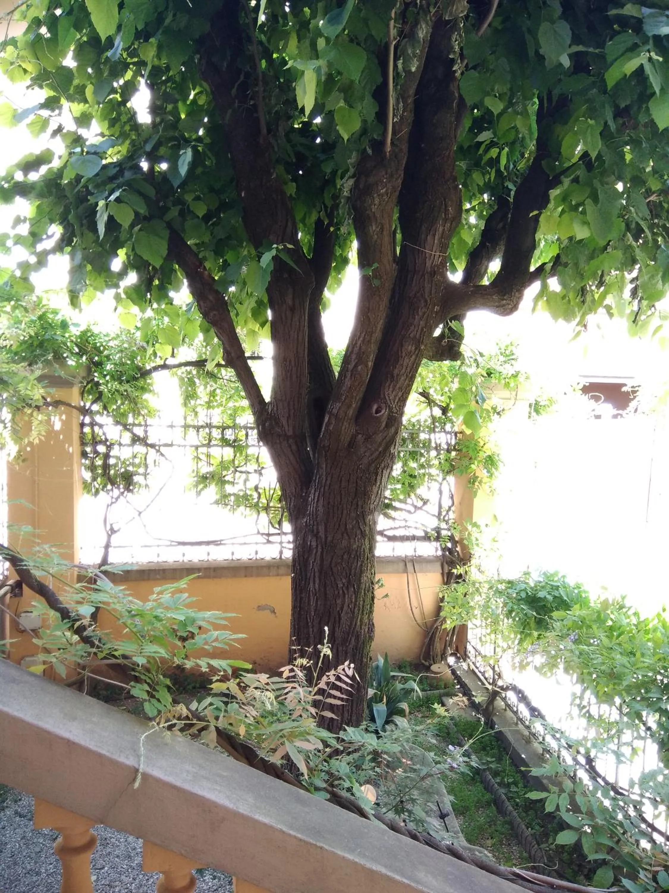 View (from property/room) in Tilia