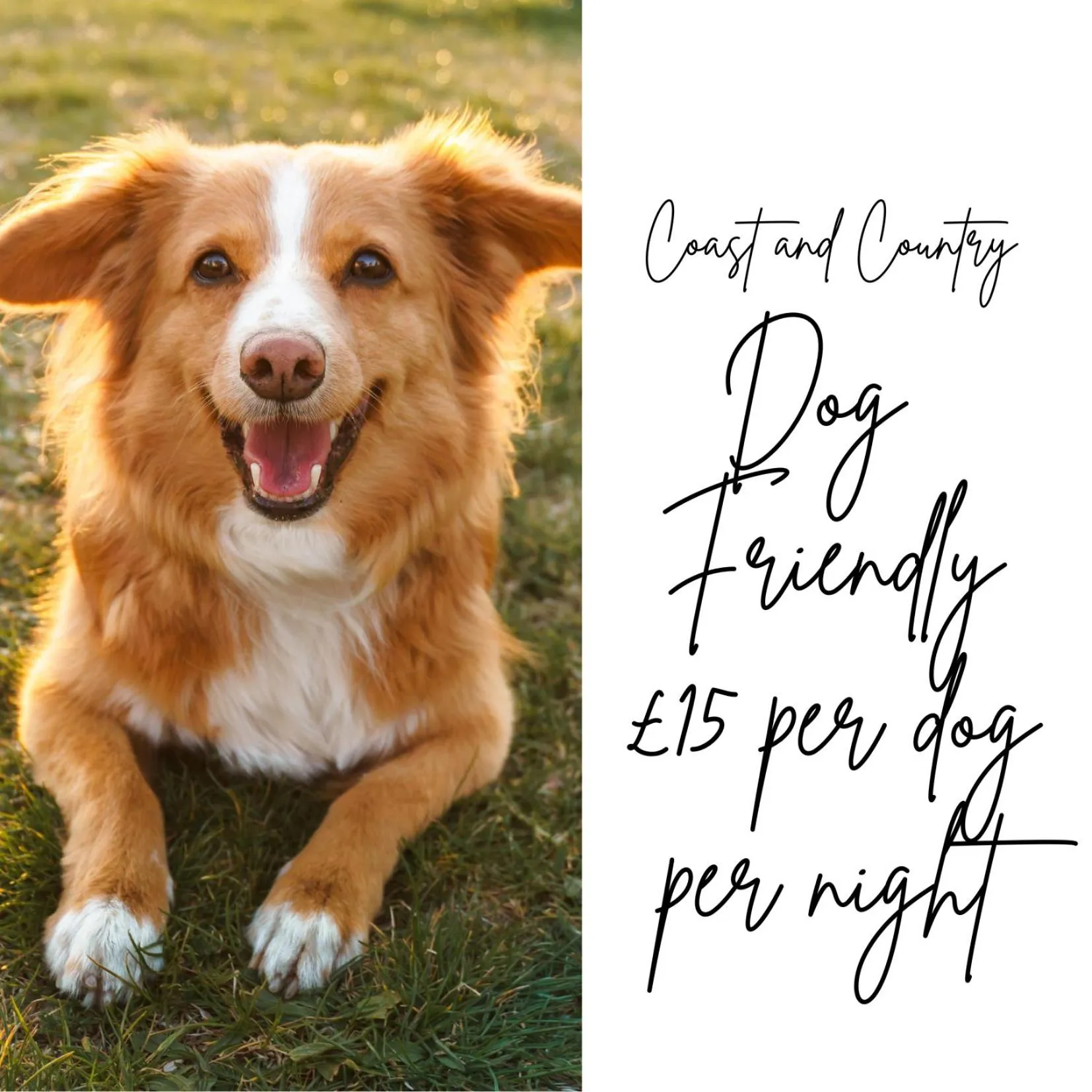 Pets in Ship and Castle Hotel