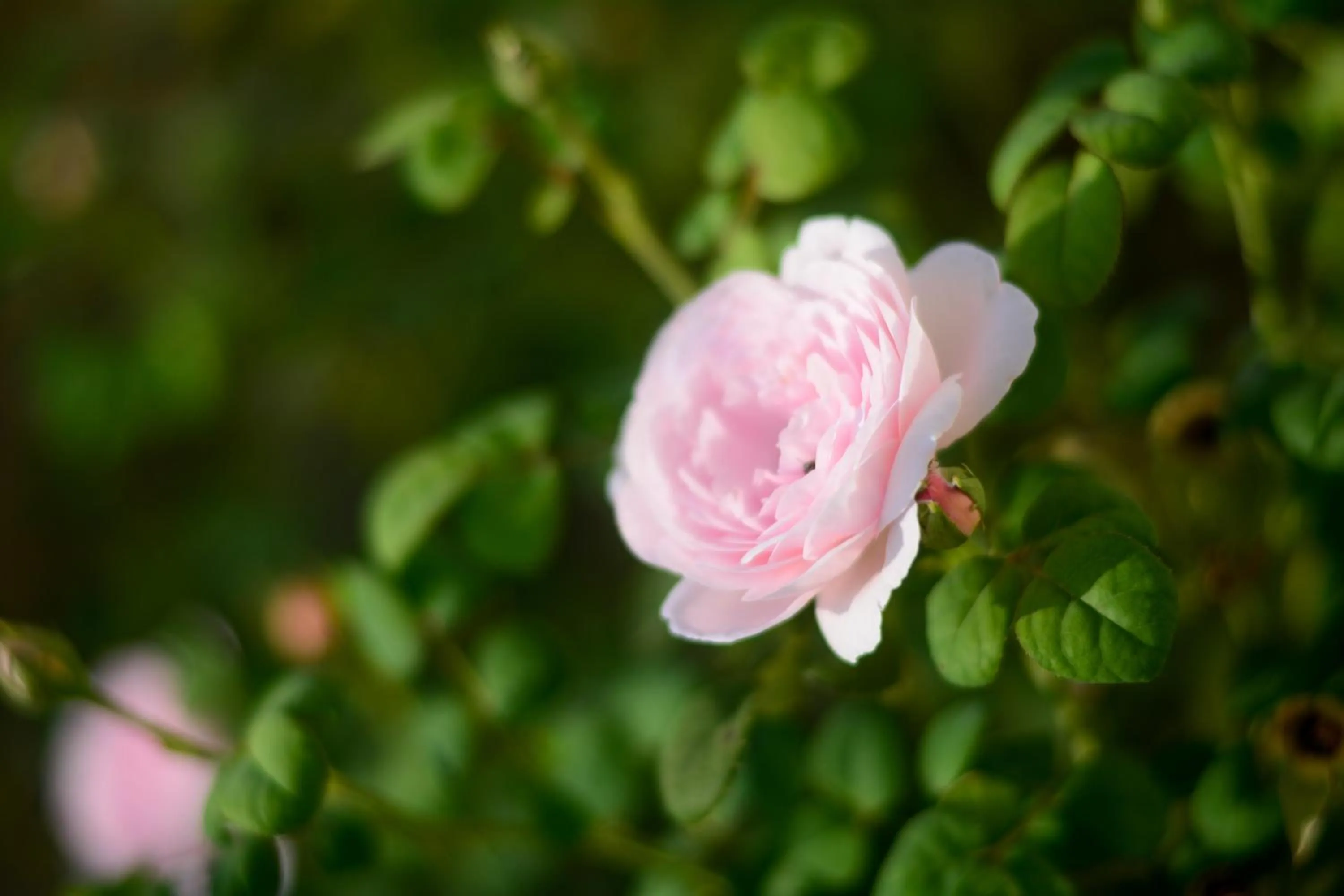 Garden in Villa Gelsomino Garden