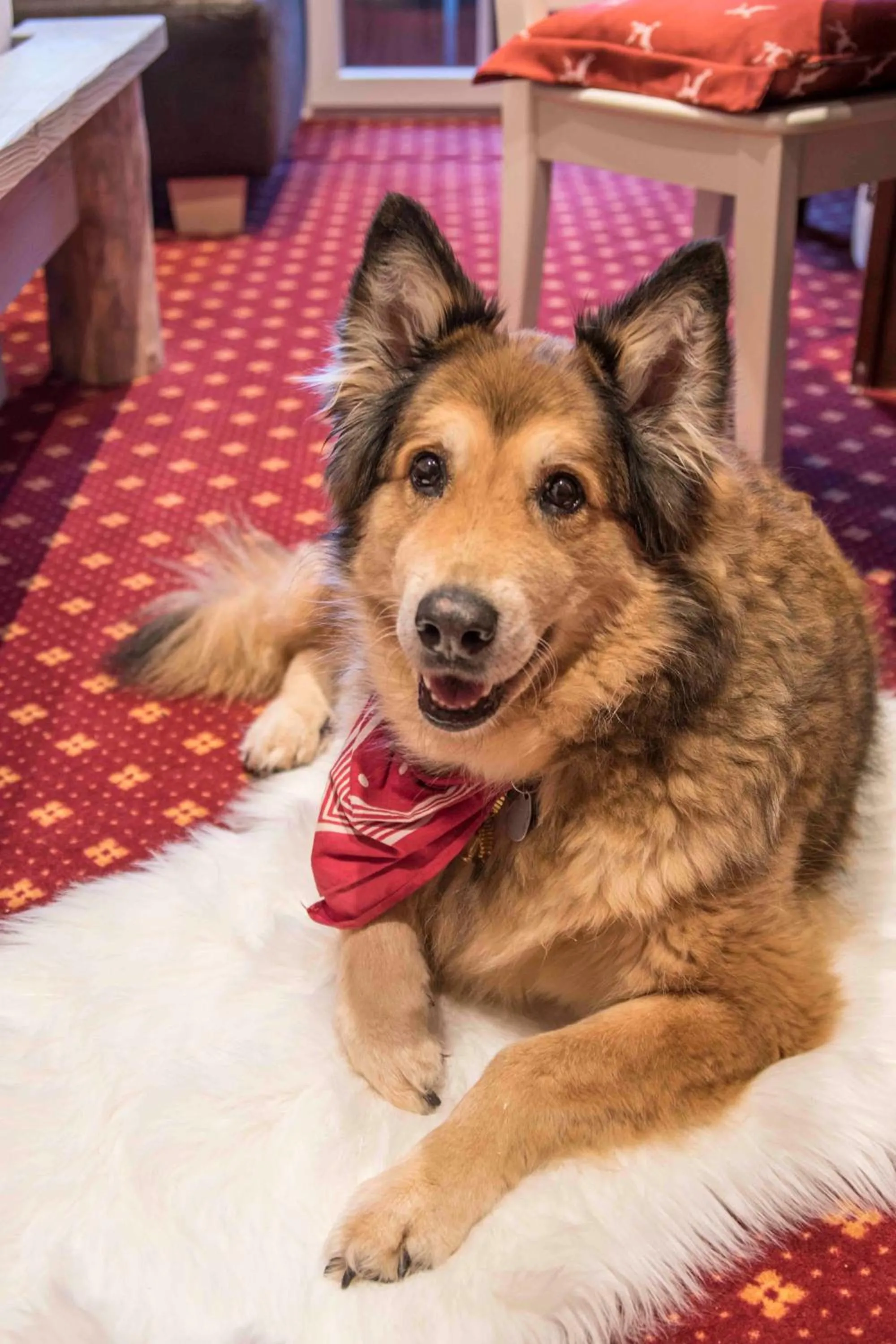 Pets in Hotel & Restaurant Grüner Baum - Die Grüne Oase Am Feldberg