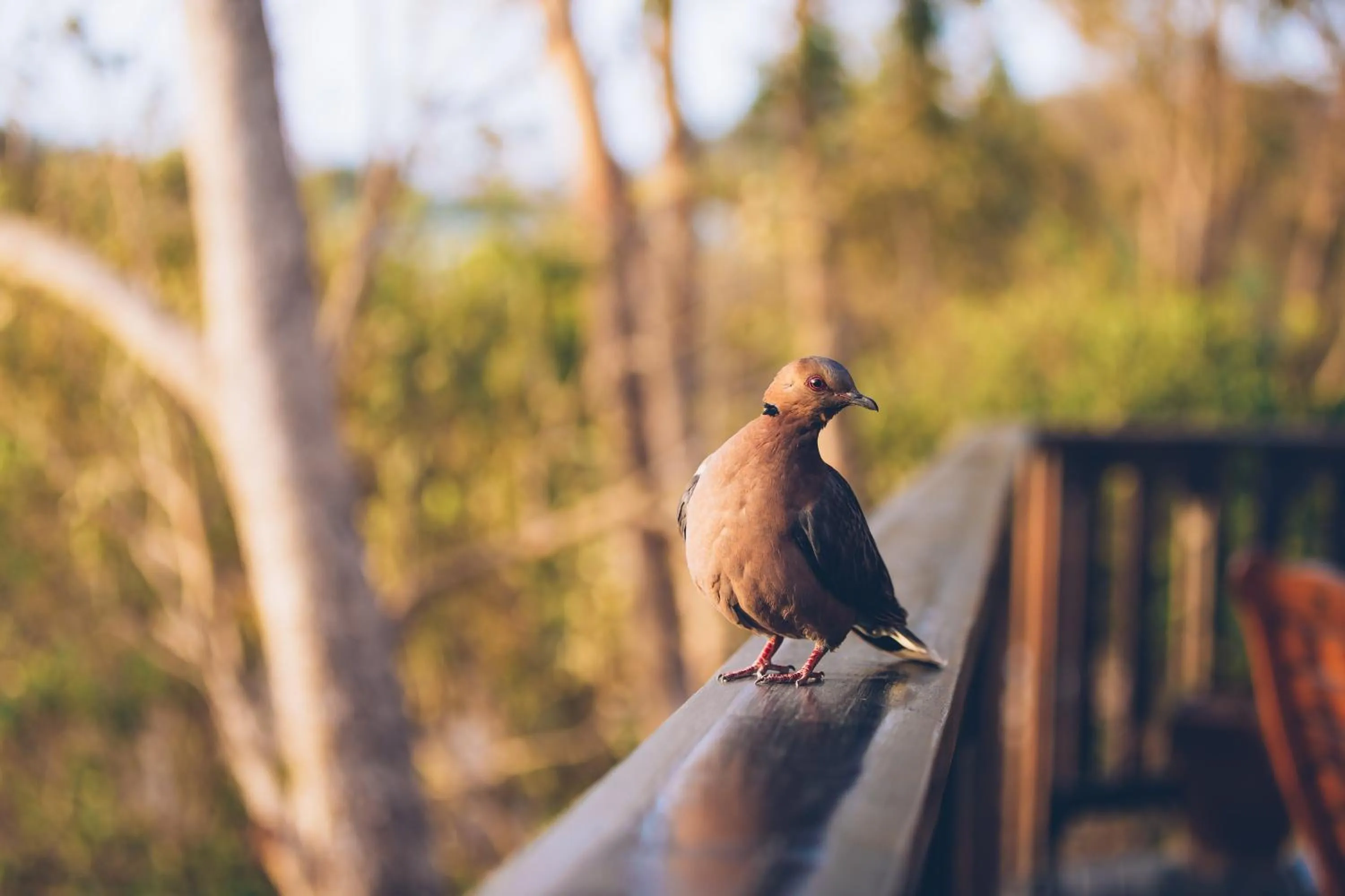 Animals in Oyster Creek Lodge