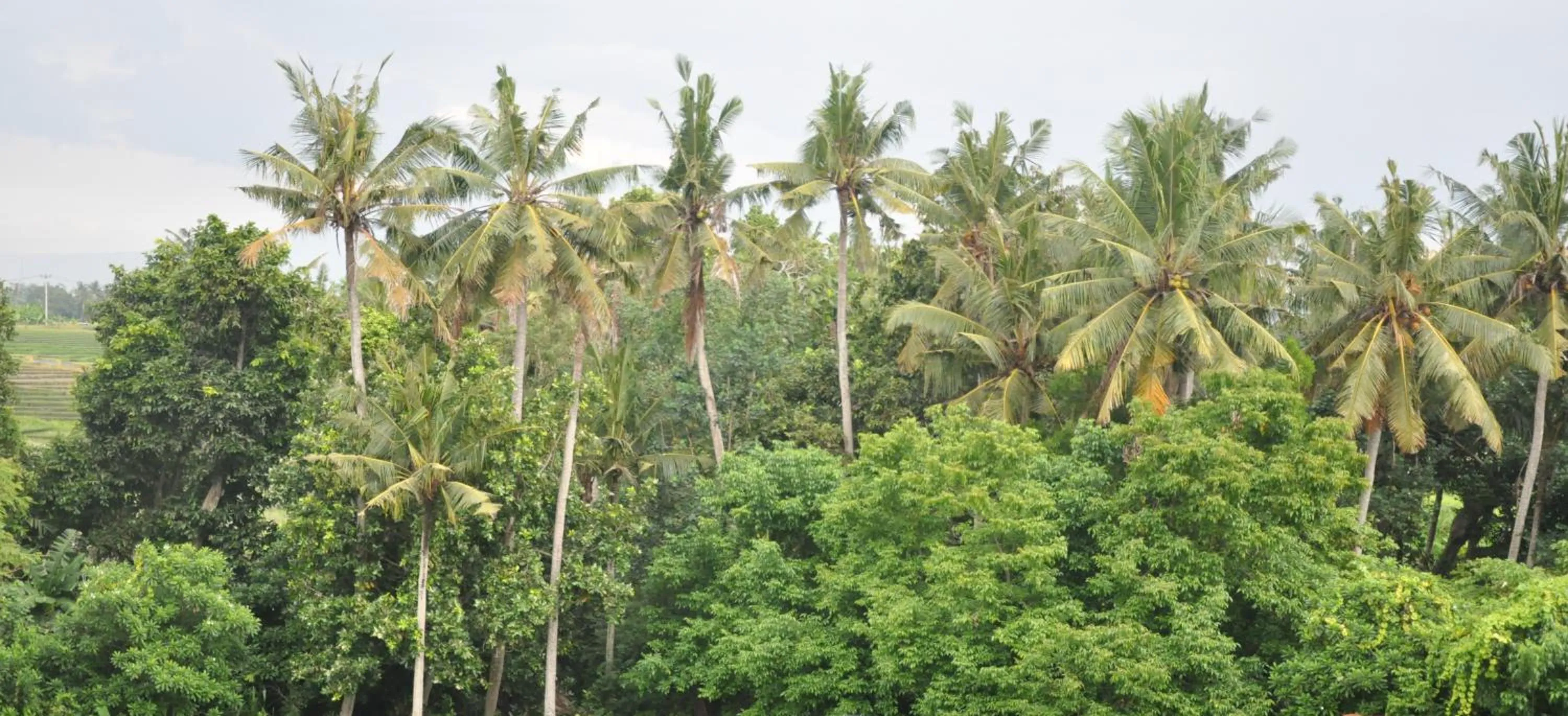 Kubudiuma Villas Bali