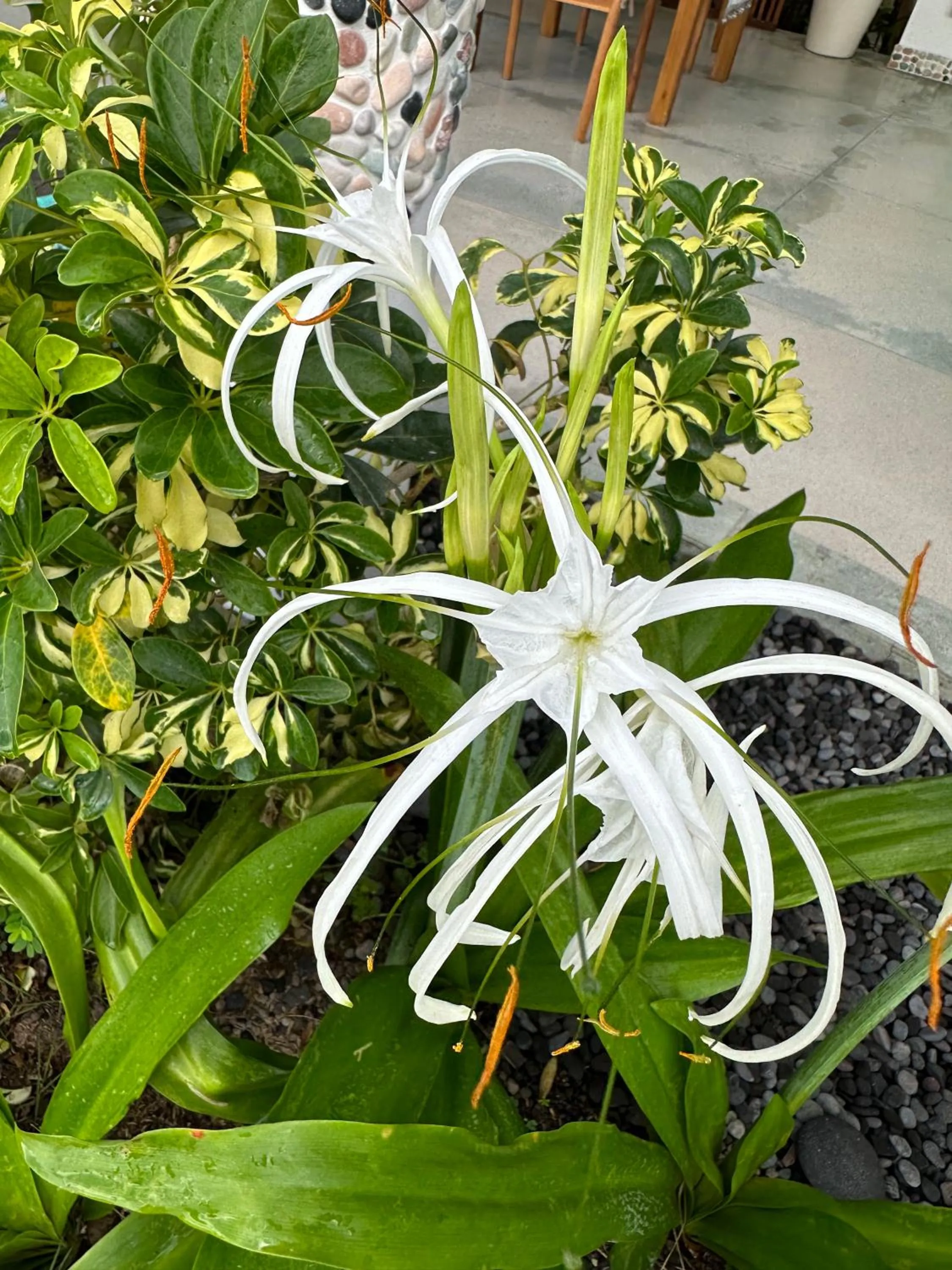 Garden in Orlowsky Discovery Candidasa Hotel