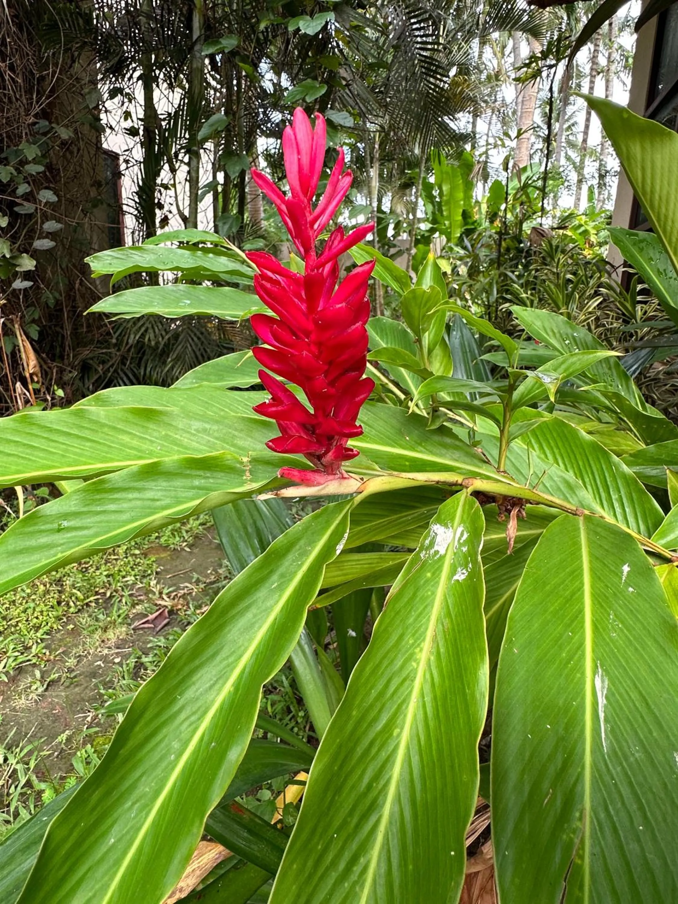 Garden in Orlowsky Discovery Candidasa Hotel