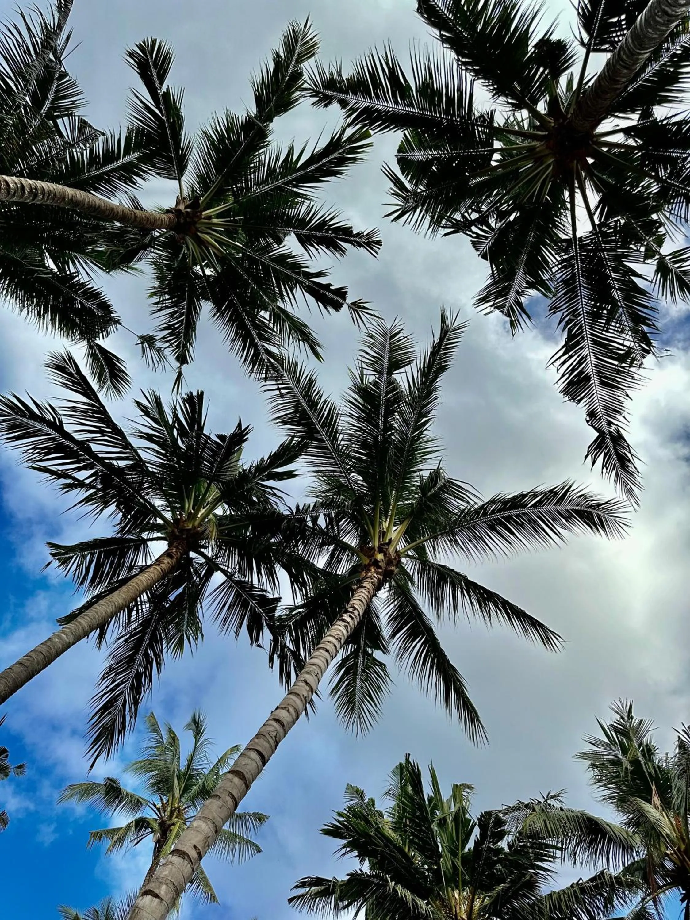Garden in Orlowsky Discovery Candidasa Hotel