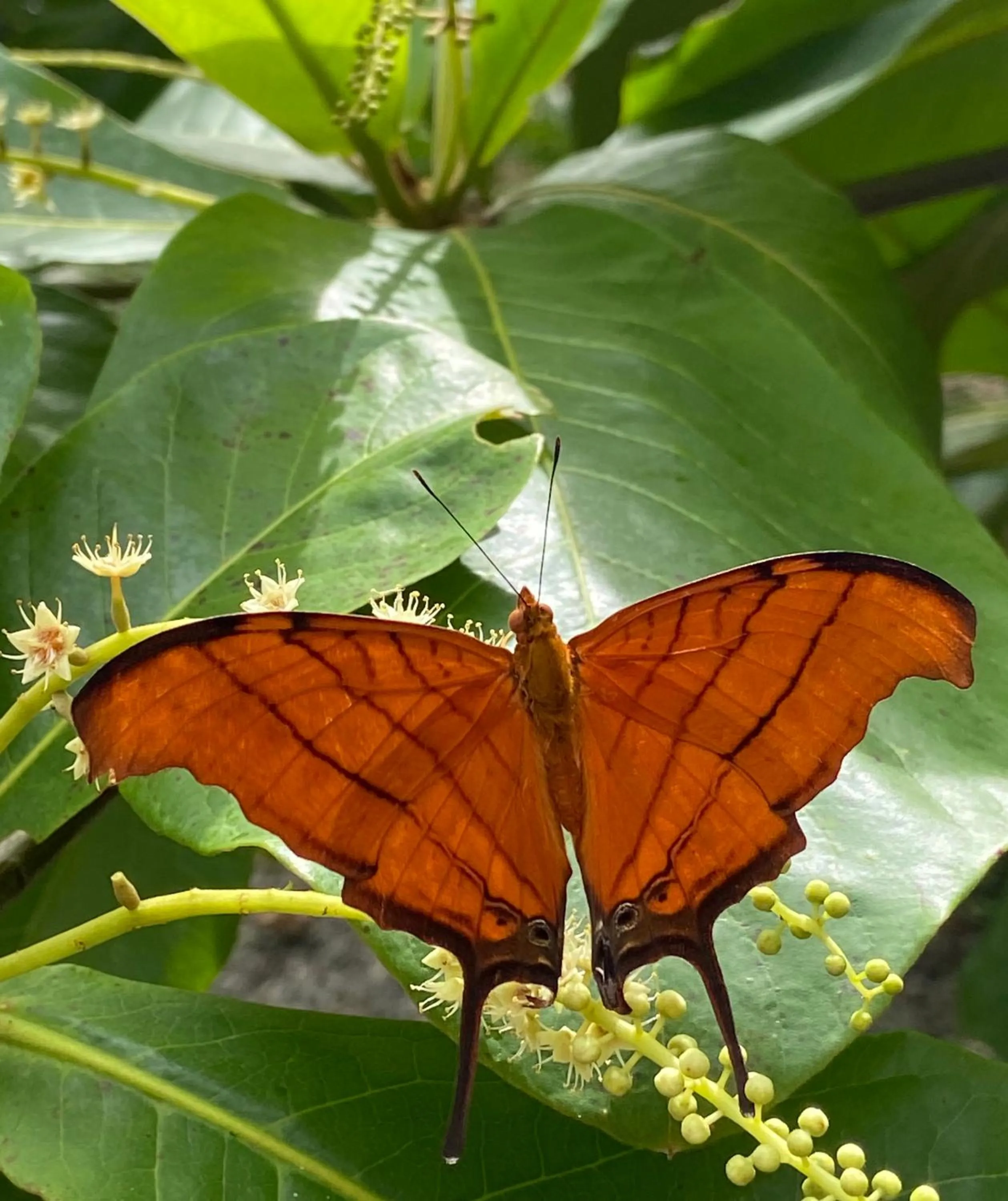Natural landscape in Villas Kalei