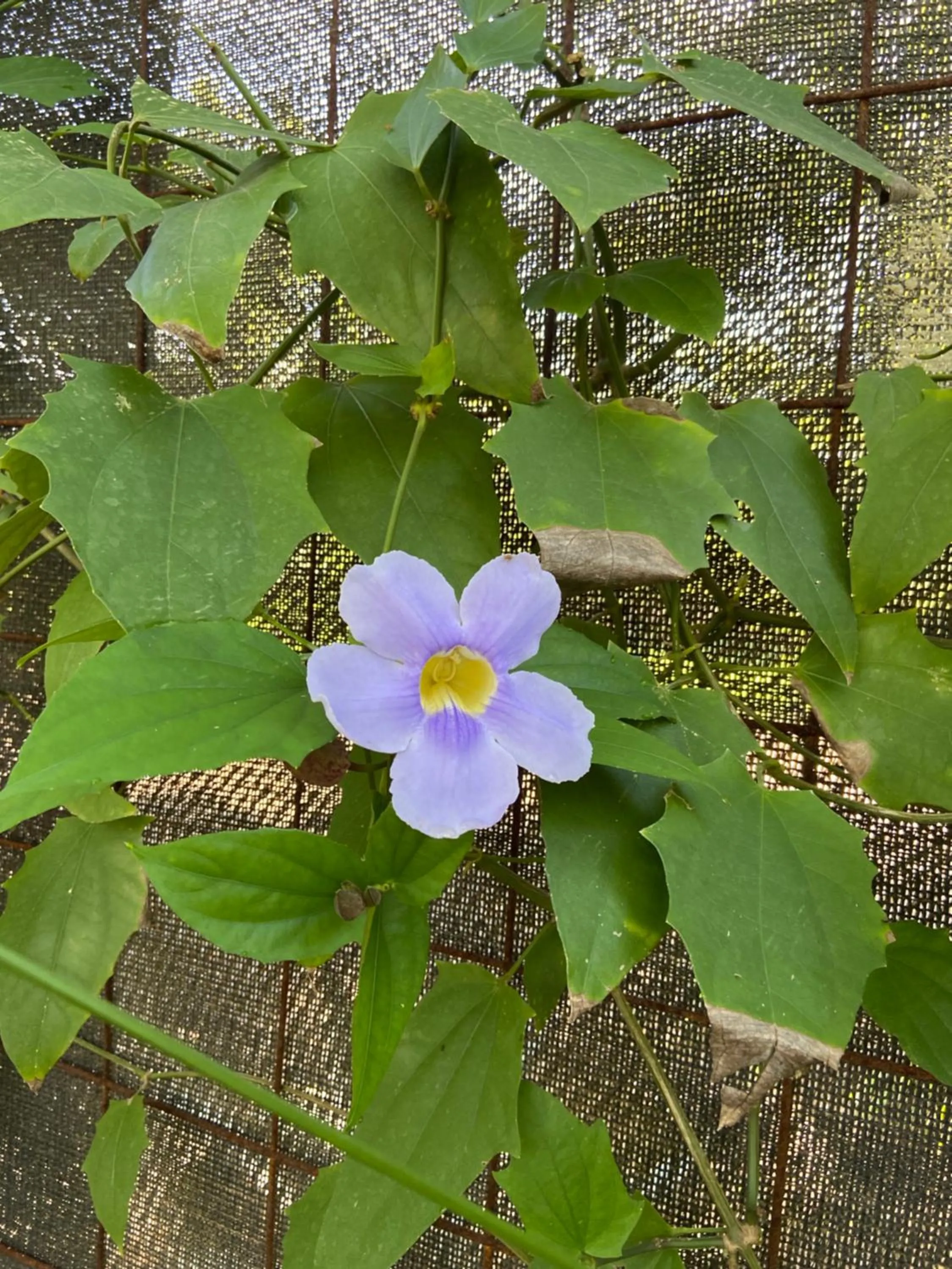 Garden in Villas Kalei