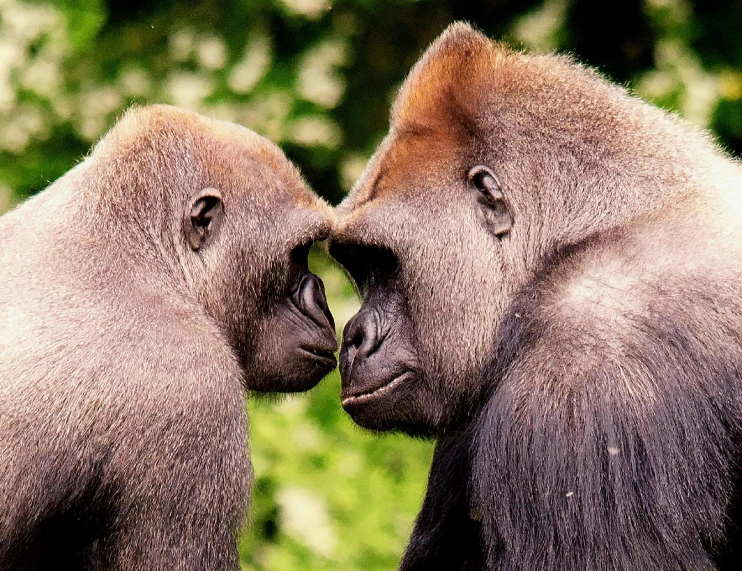 Other in Broadshade Holiday Apartments