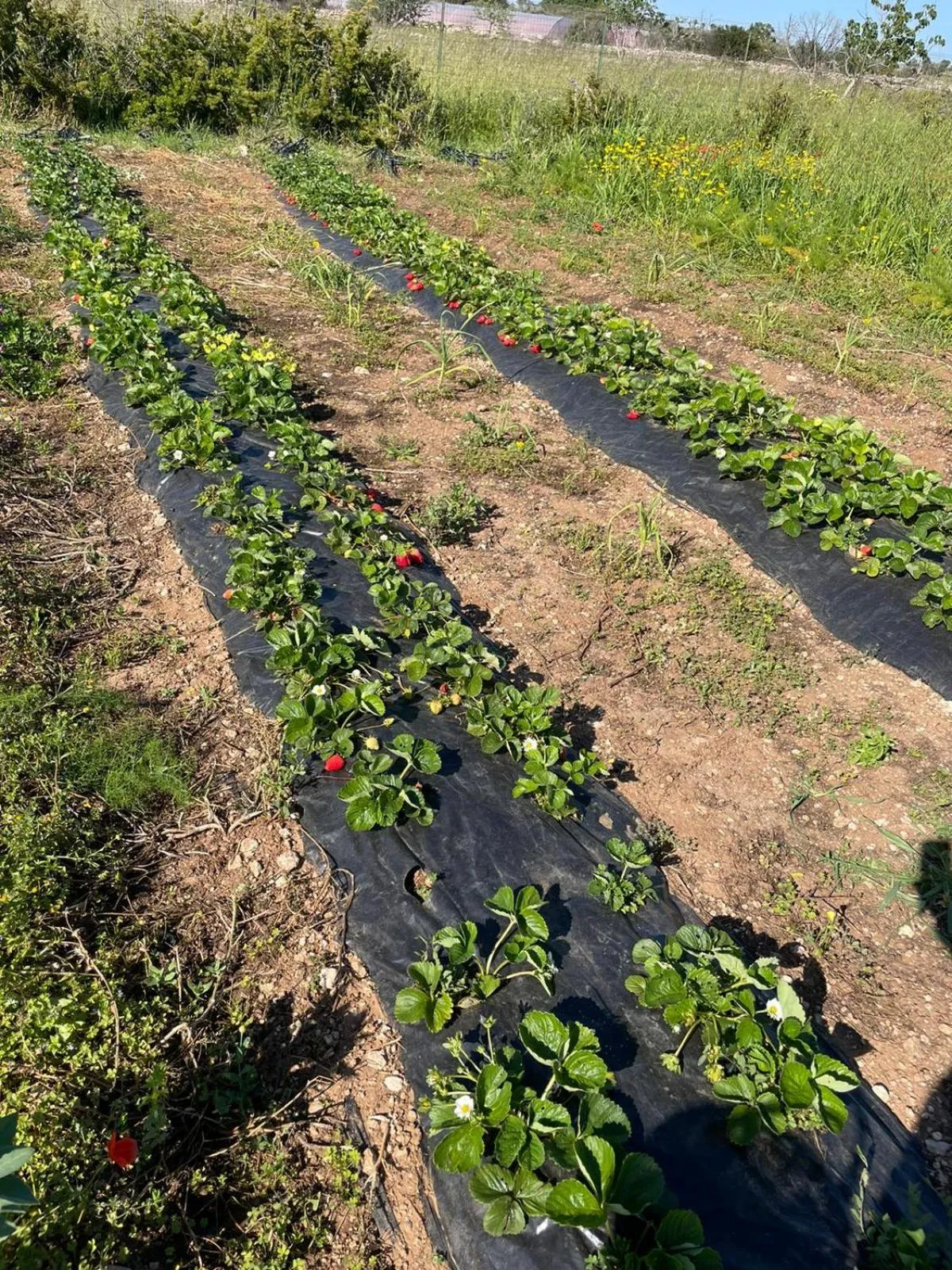 Bed & Breakfast Villa Michela Alezio