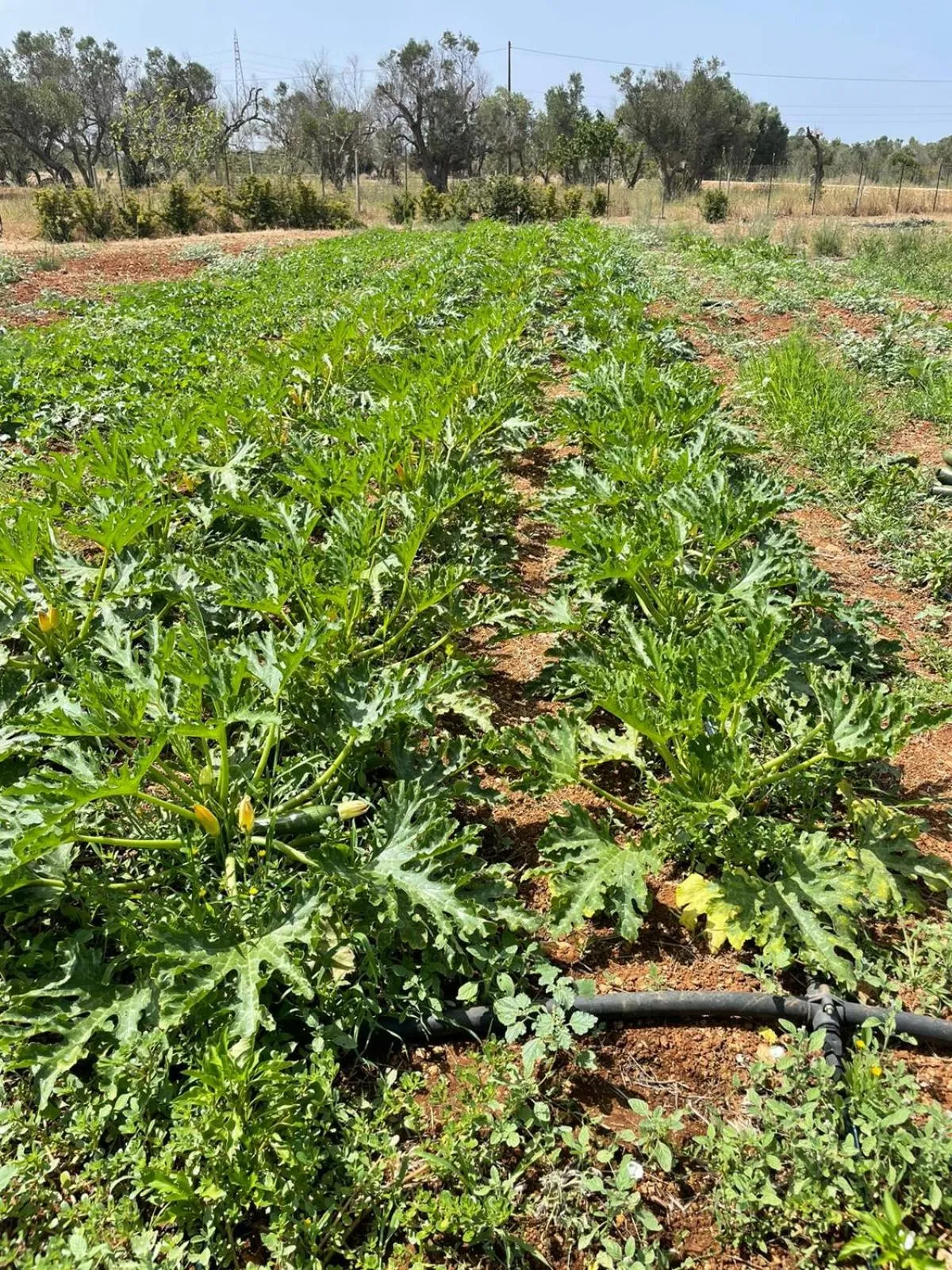Garden in Bed & Breakfast Villa Michela Alezio