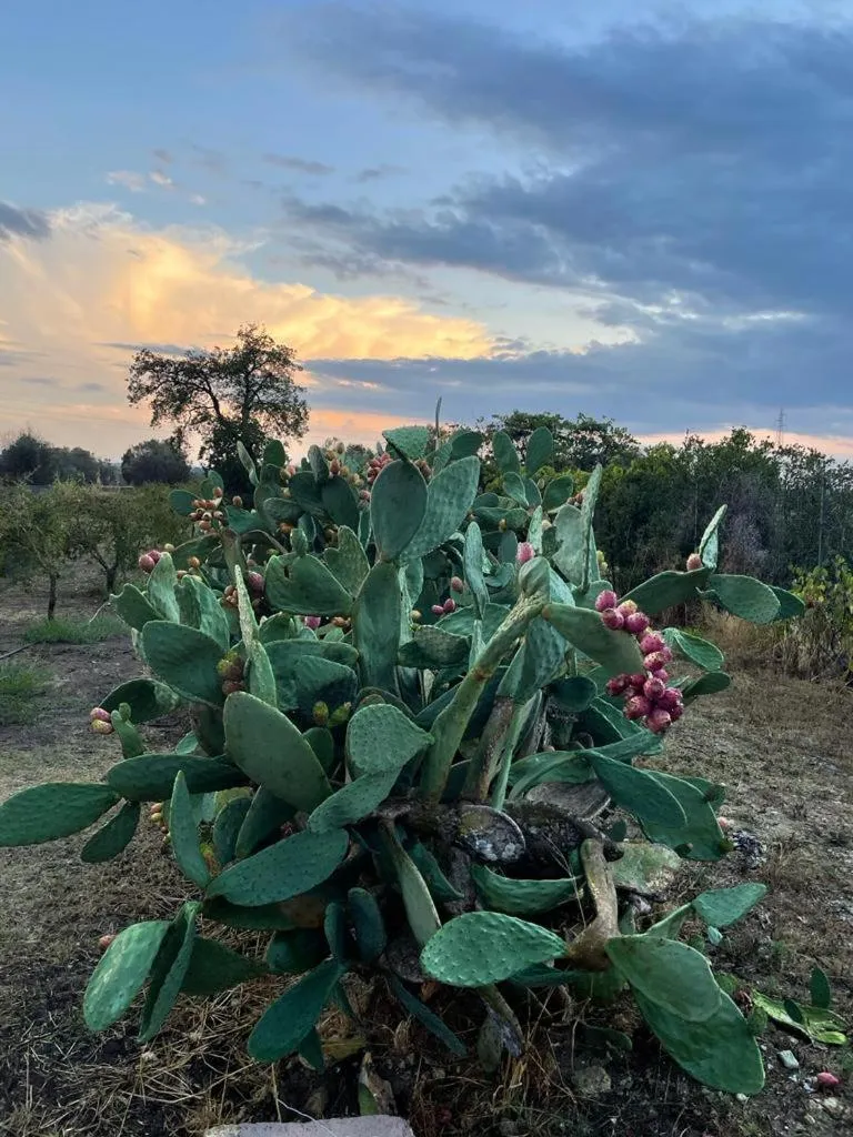 Natural landscape in Bed & Breakfast Villa Michela Alezio