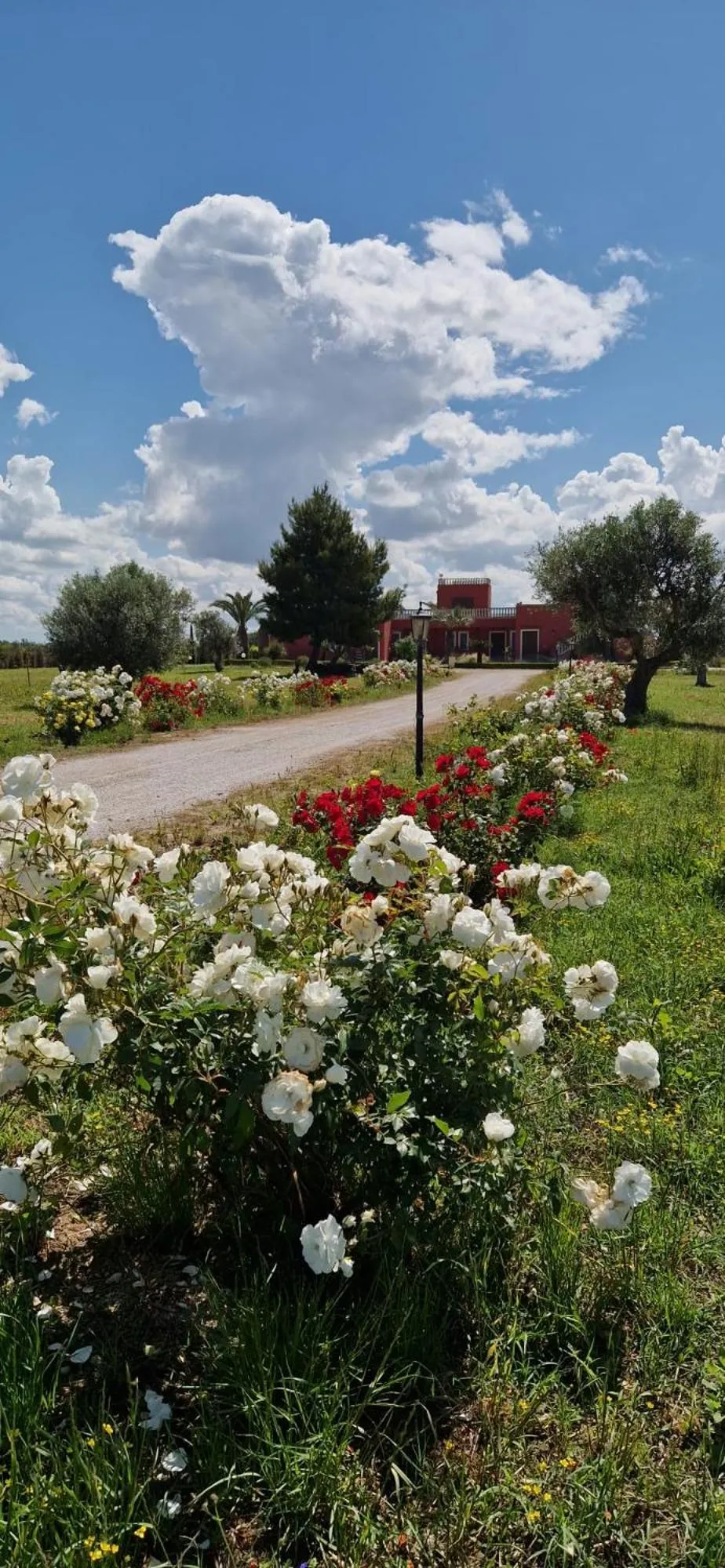 Garden in Bed & Breakfast Villa Michela Alezio