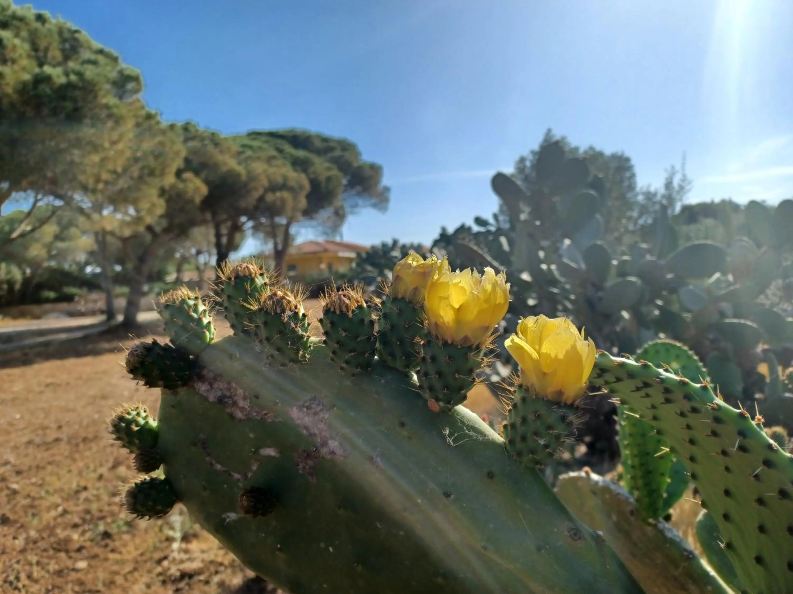 Turtle Island Apartments