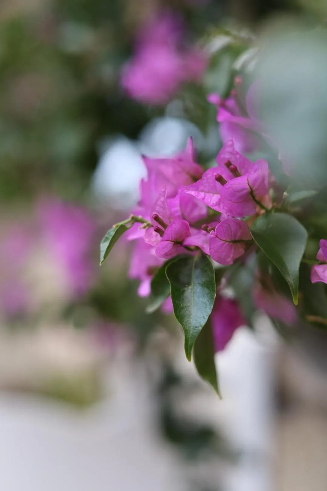 Monat Otel Alaçatı