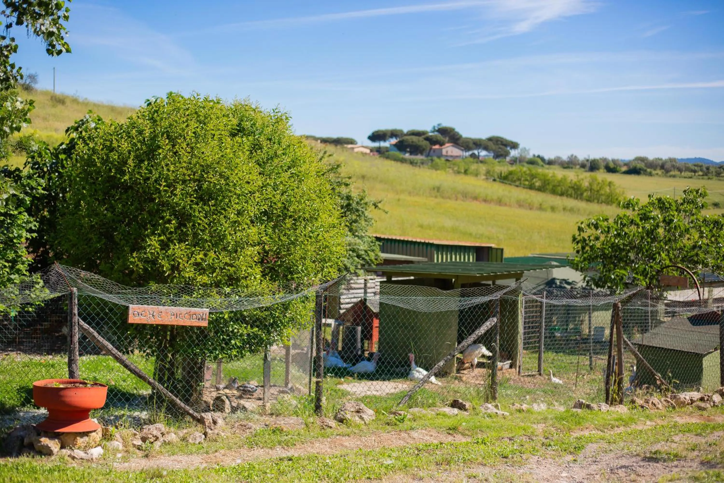 Animals in Agriturismo Zugarelli