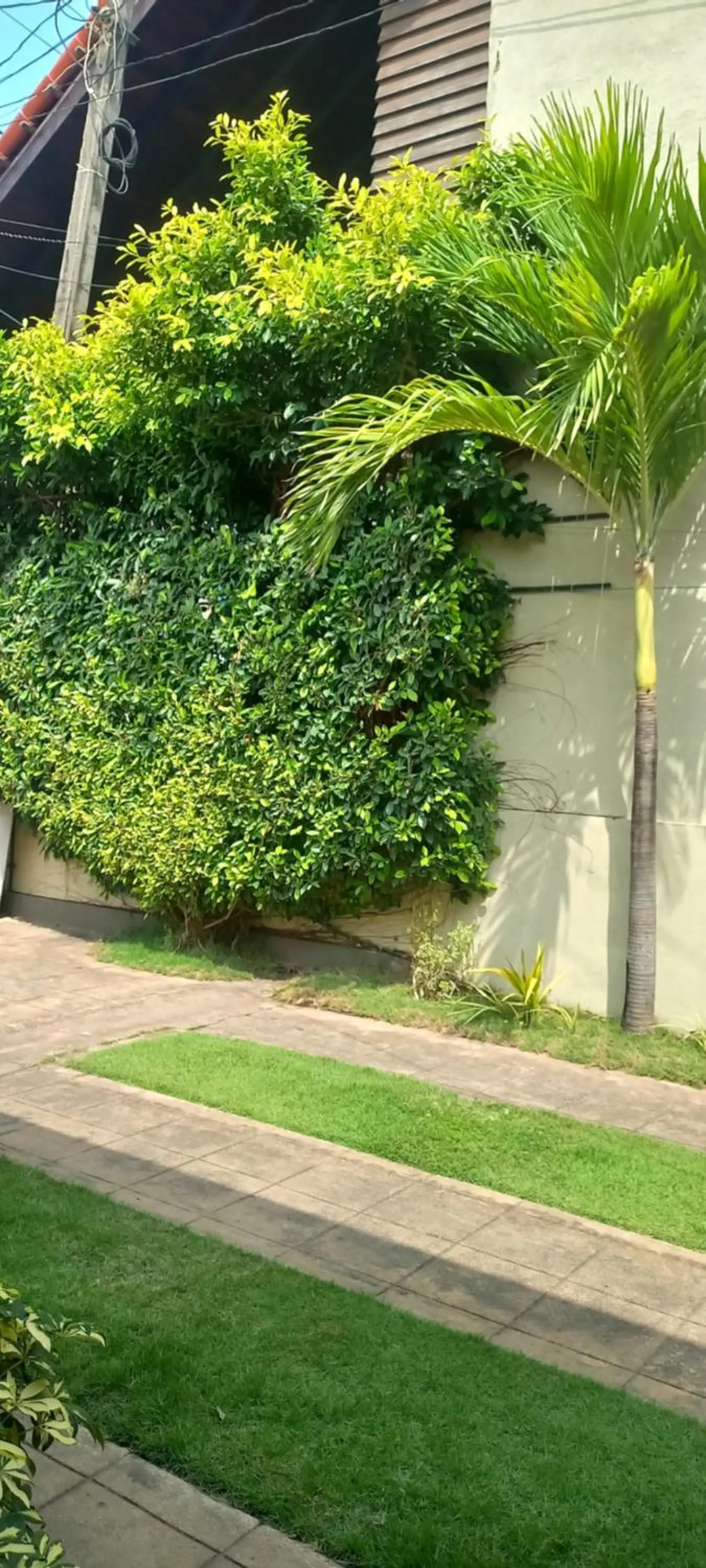 Garden in Ocean View tourist guest house at Negombo beach near the airport