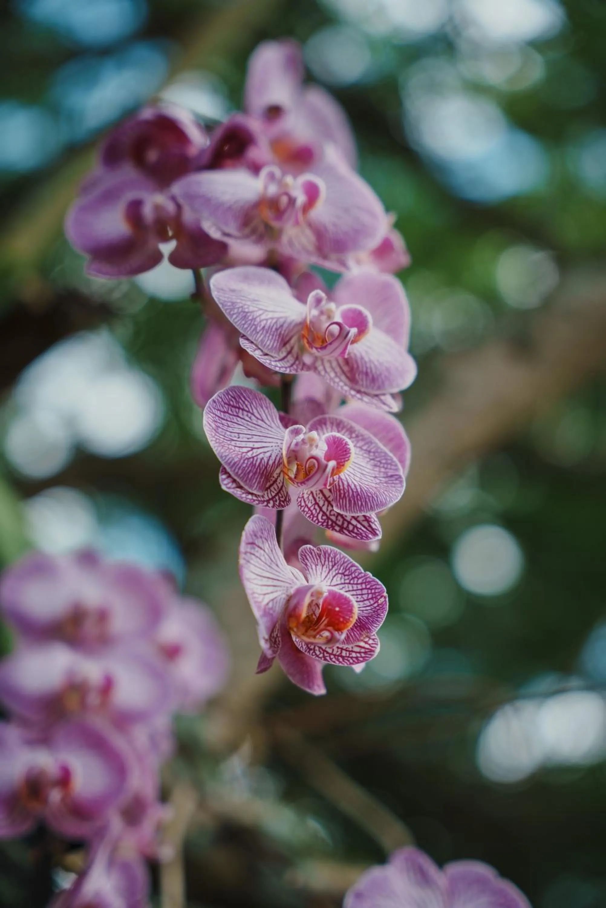 Garden in Glamping Entre Rios