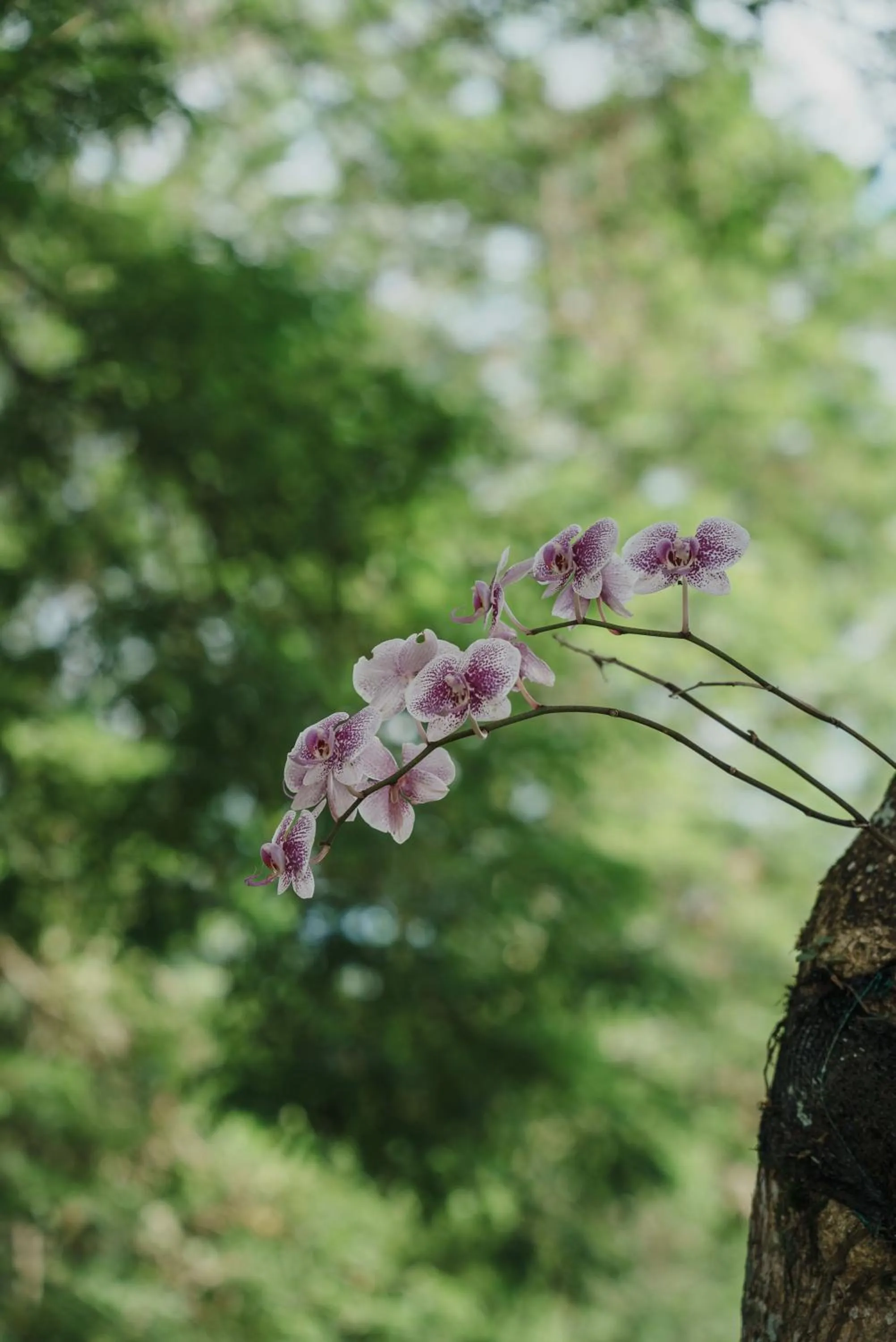 Garden view in Glamping Entre Rios