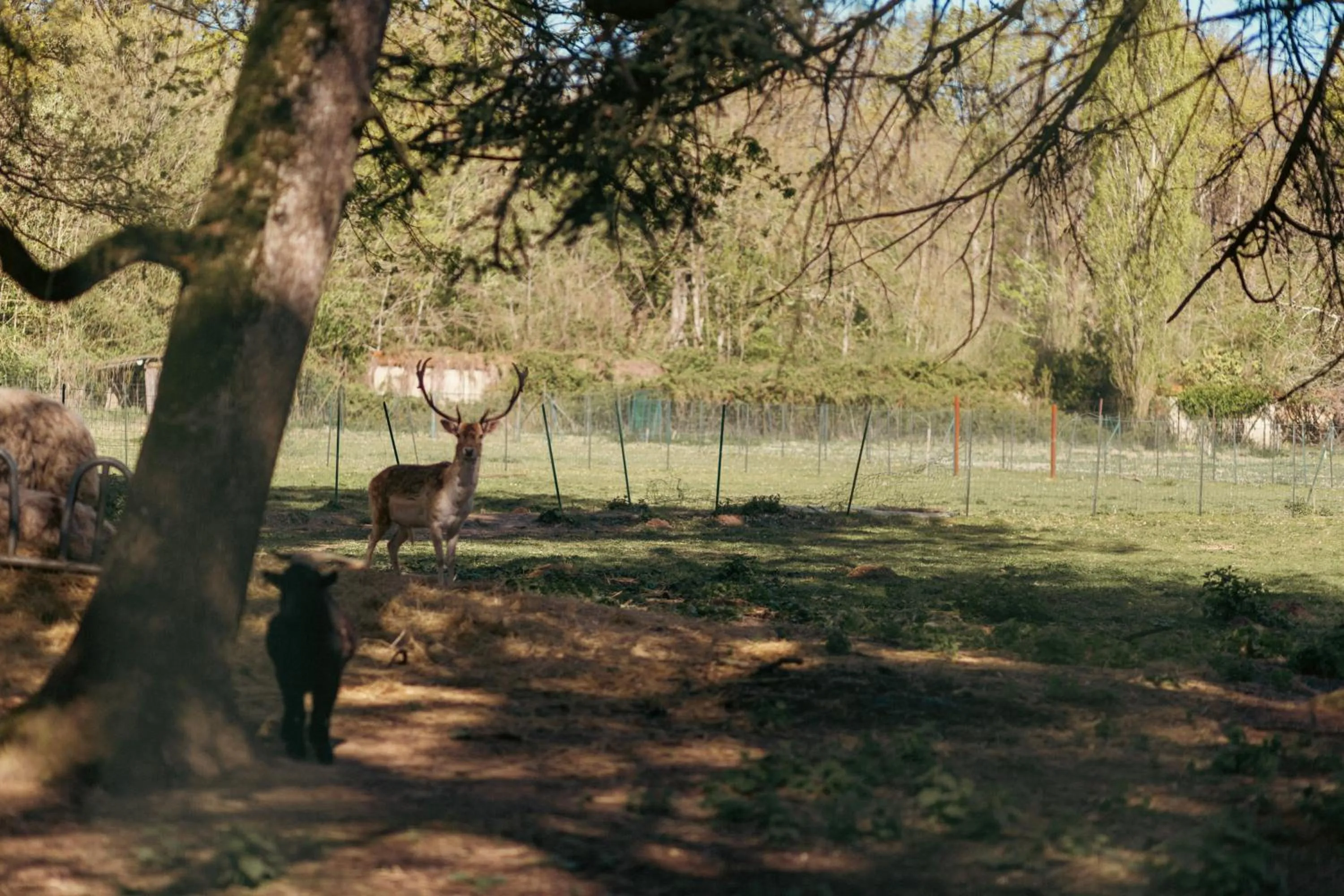 Animals in Château De Razay