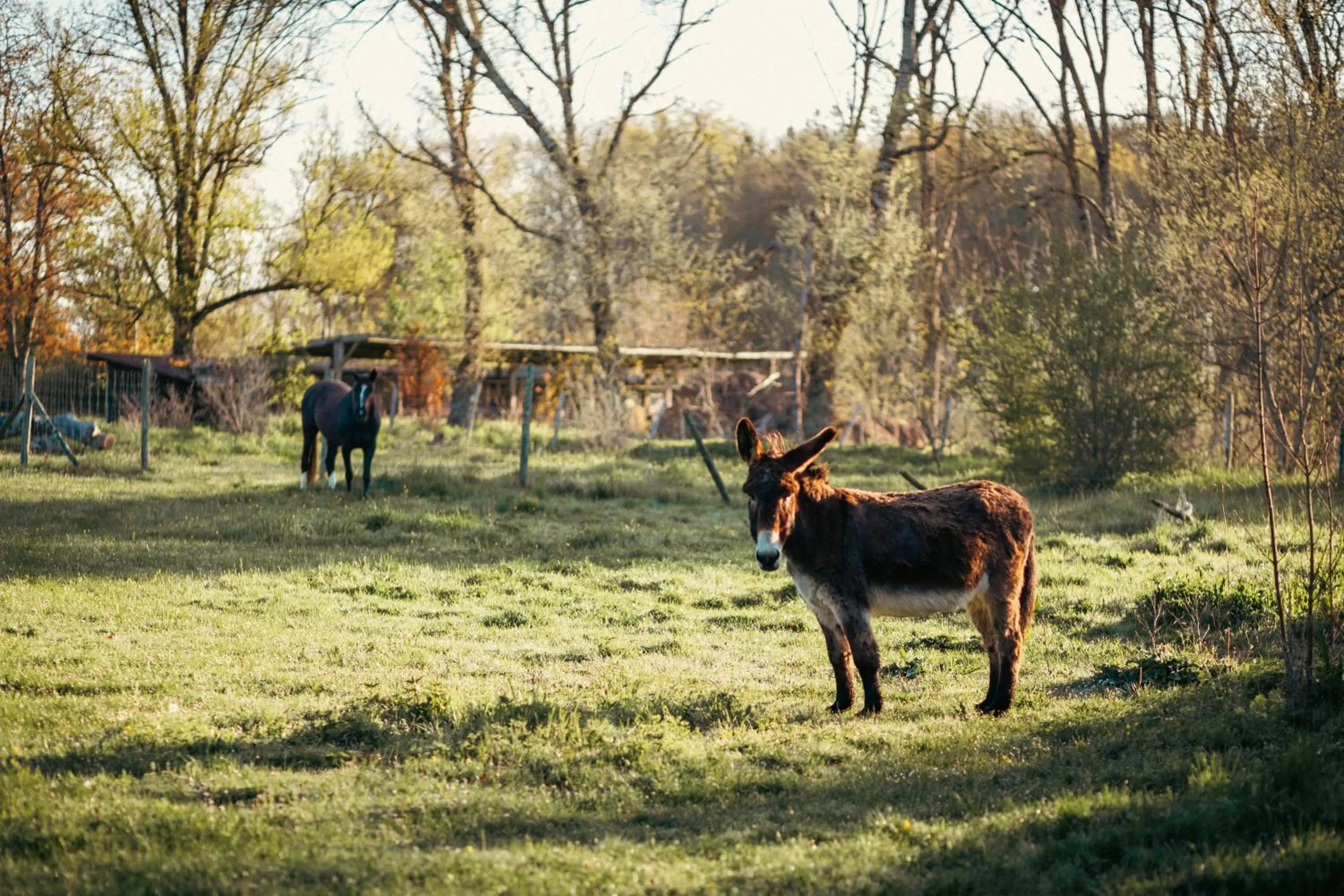 Animals in Château De Razay