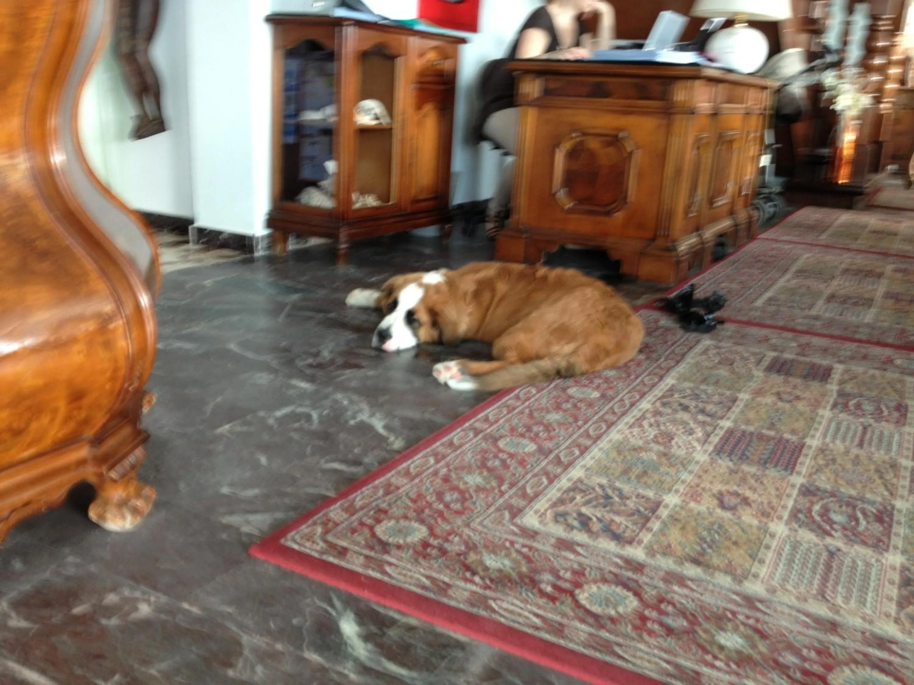 Pets in Hotel Negresco