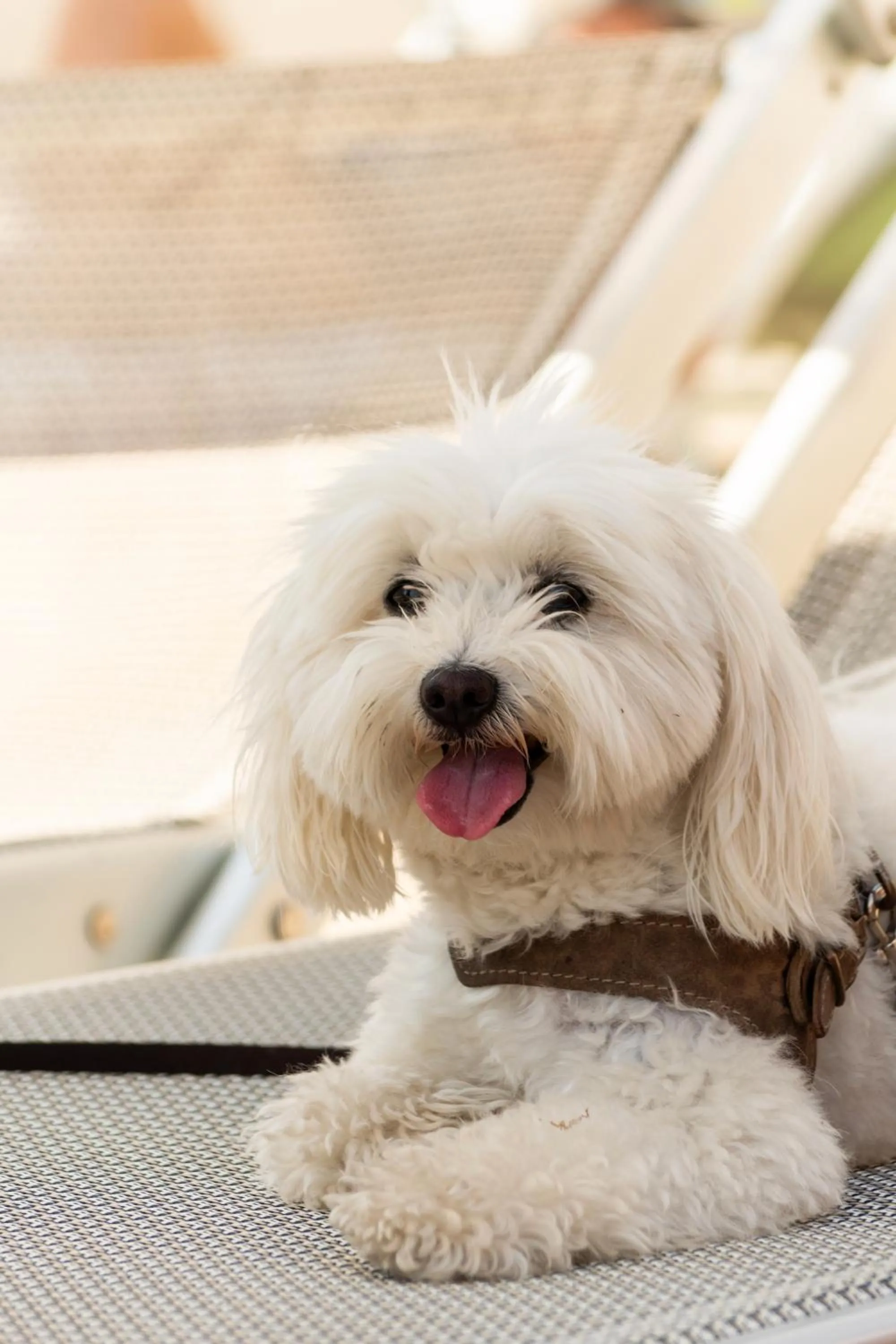 Restaurant/places to eat in Hotel Negresco