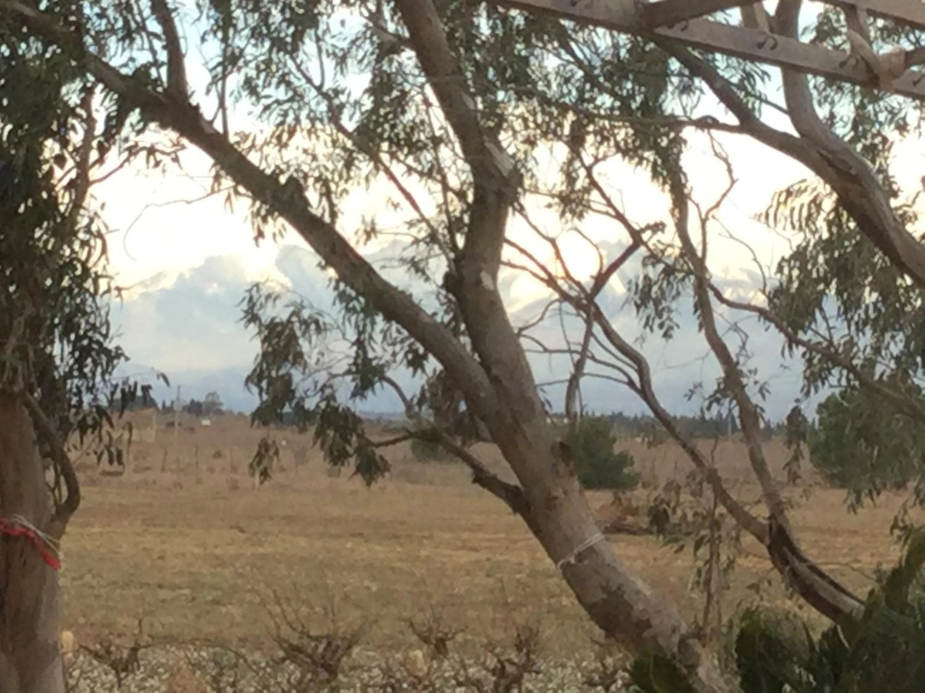 Garden view in MAS SOLEIL ET VIGNES