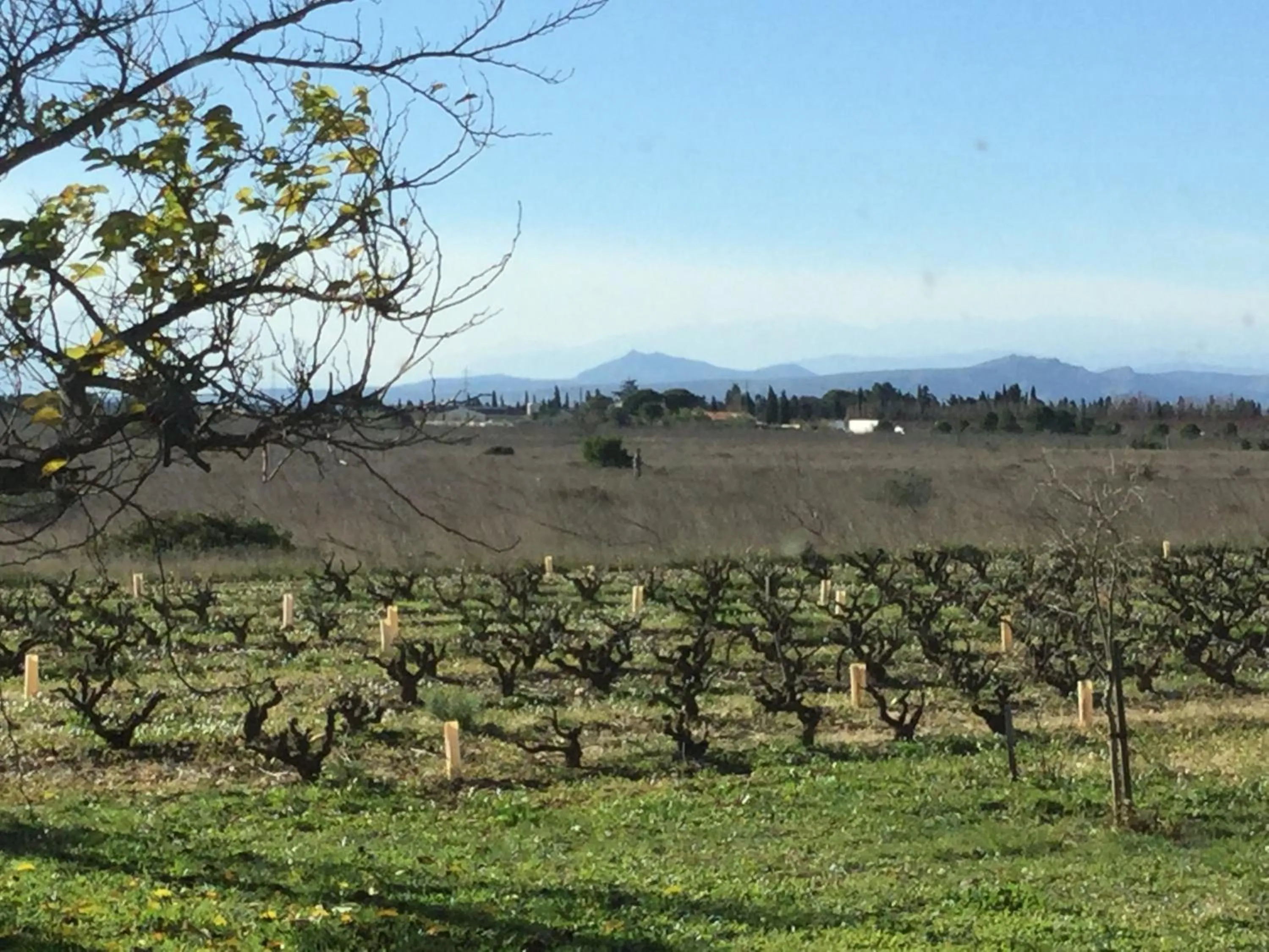 Natural landscape in MAS SOLEIL ET VIGNES