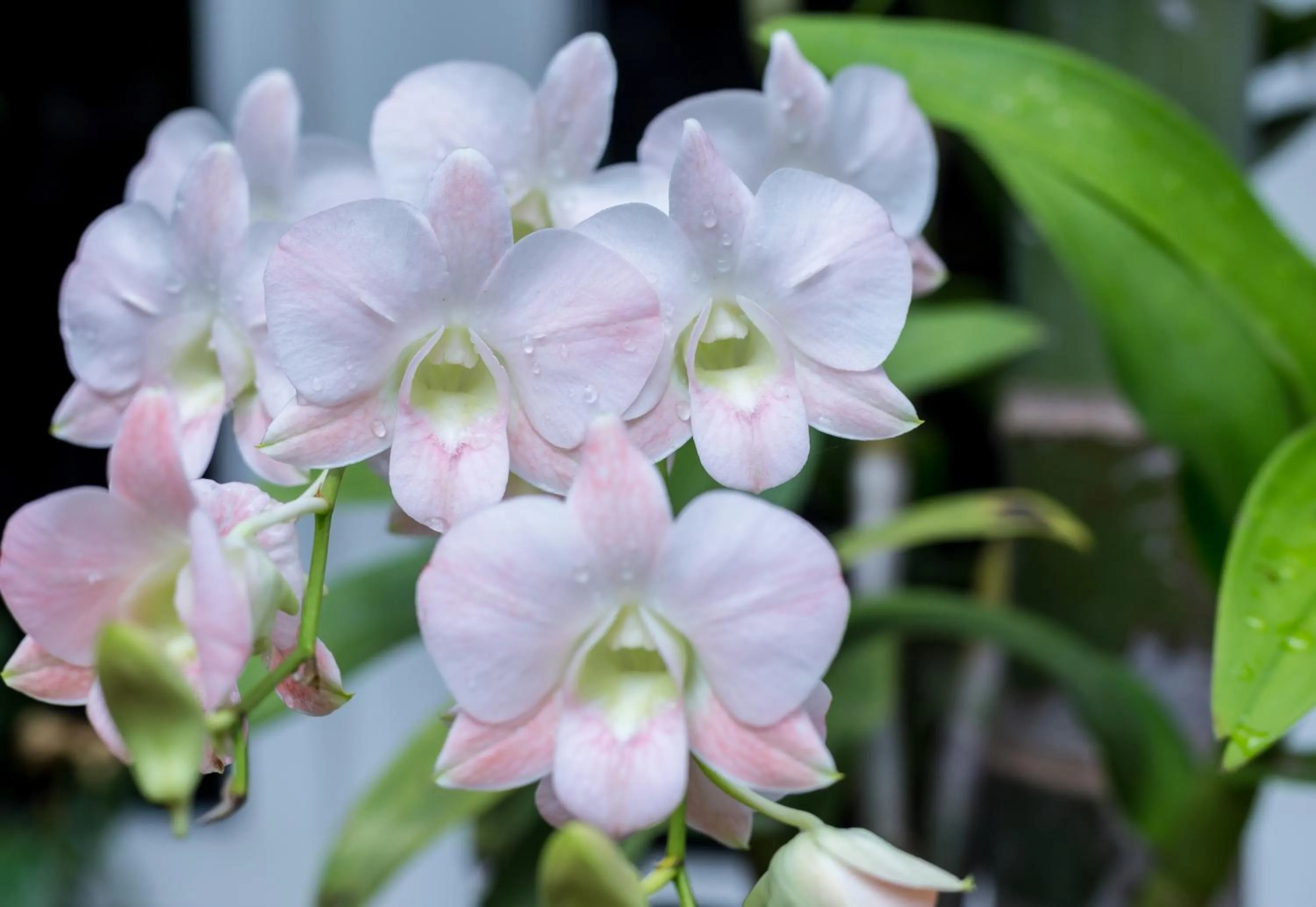 Garden in The Unique Angkor Villa