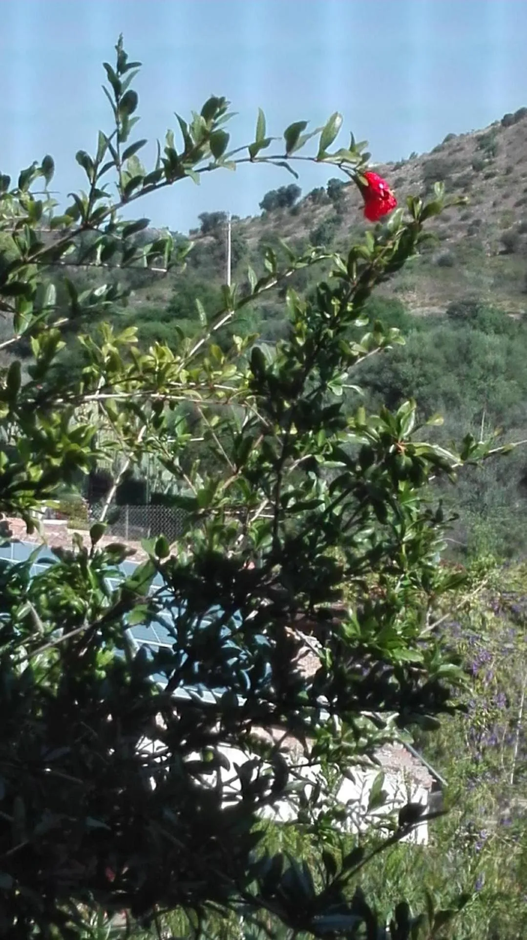 Garden view in B&B Il melograno