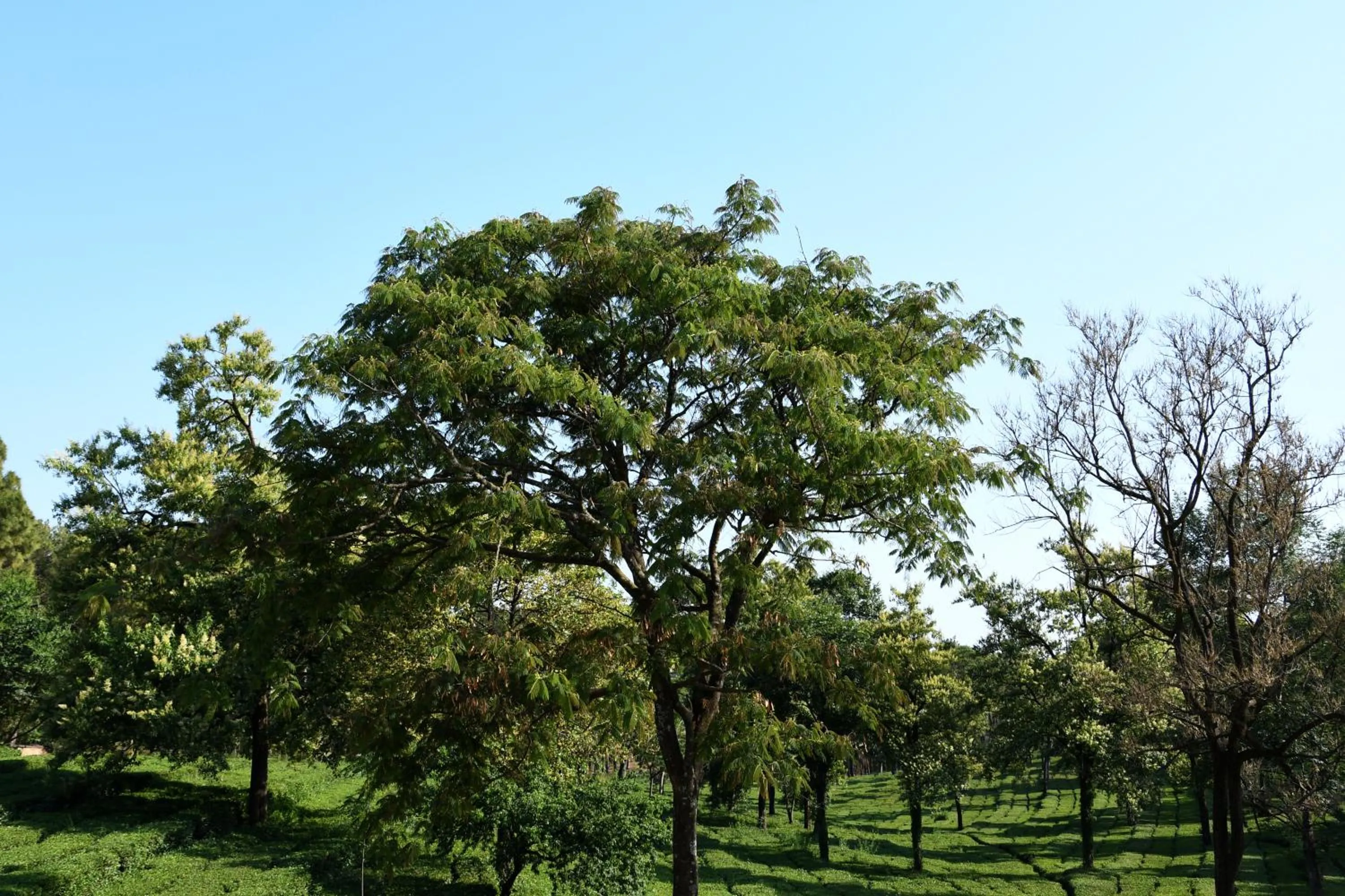 Garden view in Mastiff Villa Camellia by OTHPL