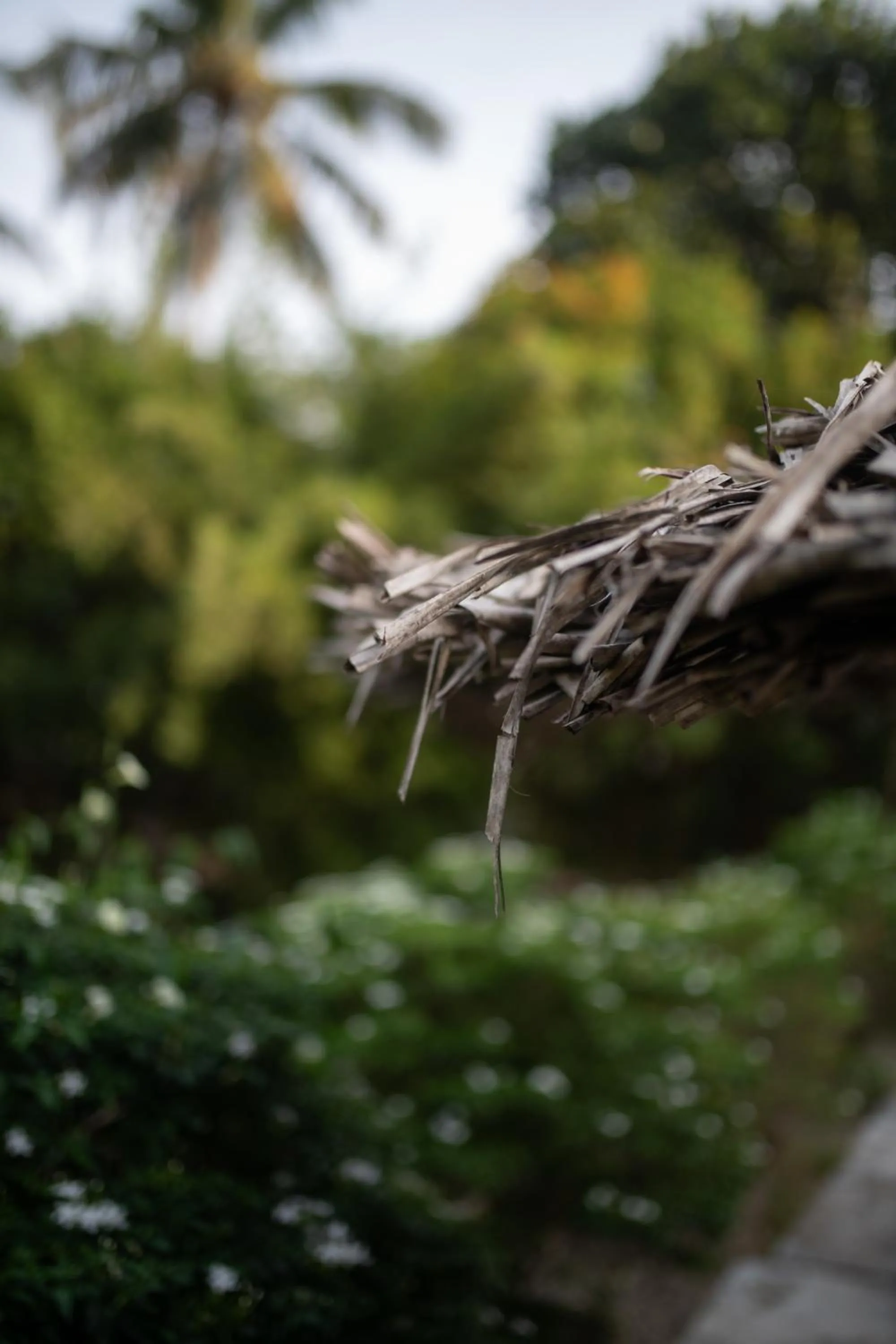 Garden in Satta Beach Deluxe