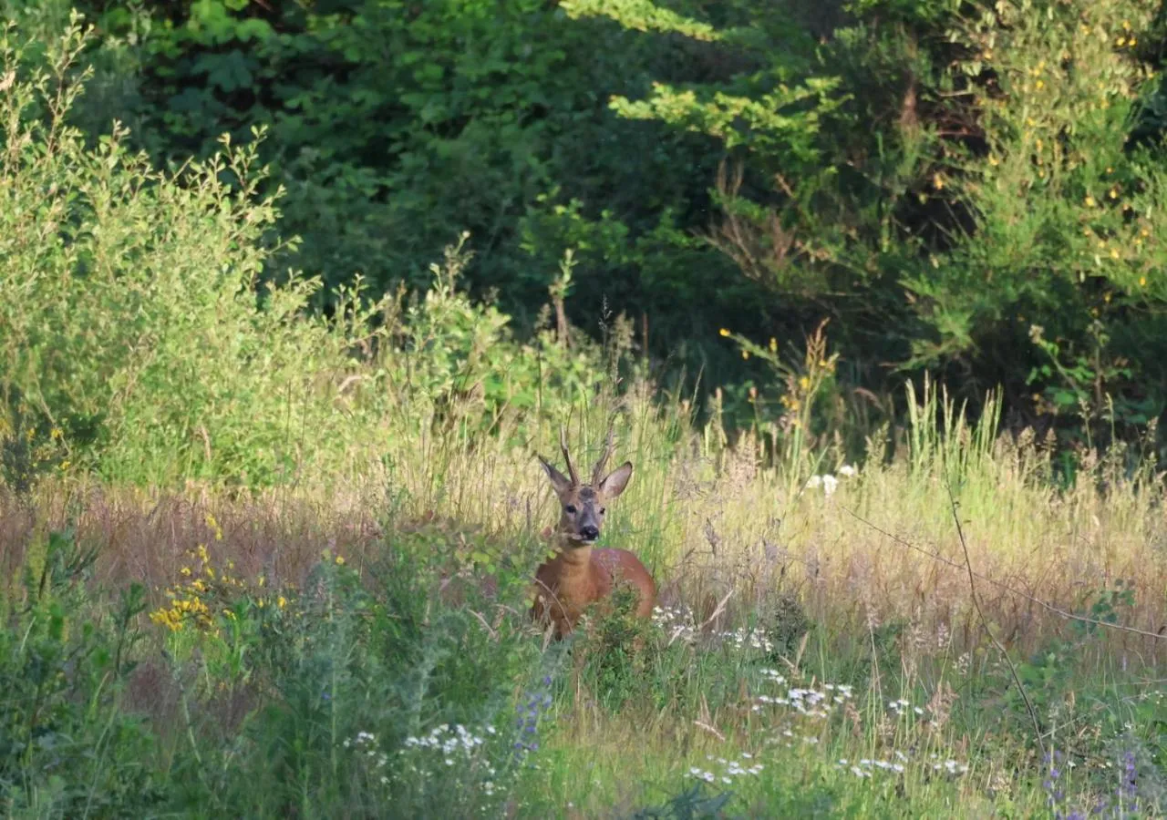 Natural landscape in Chateau des Perichons