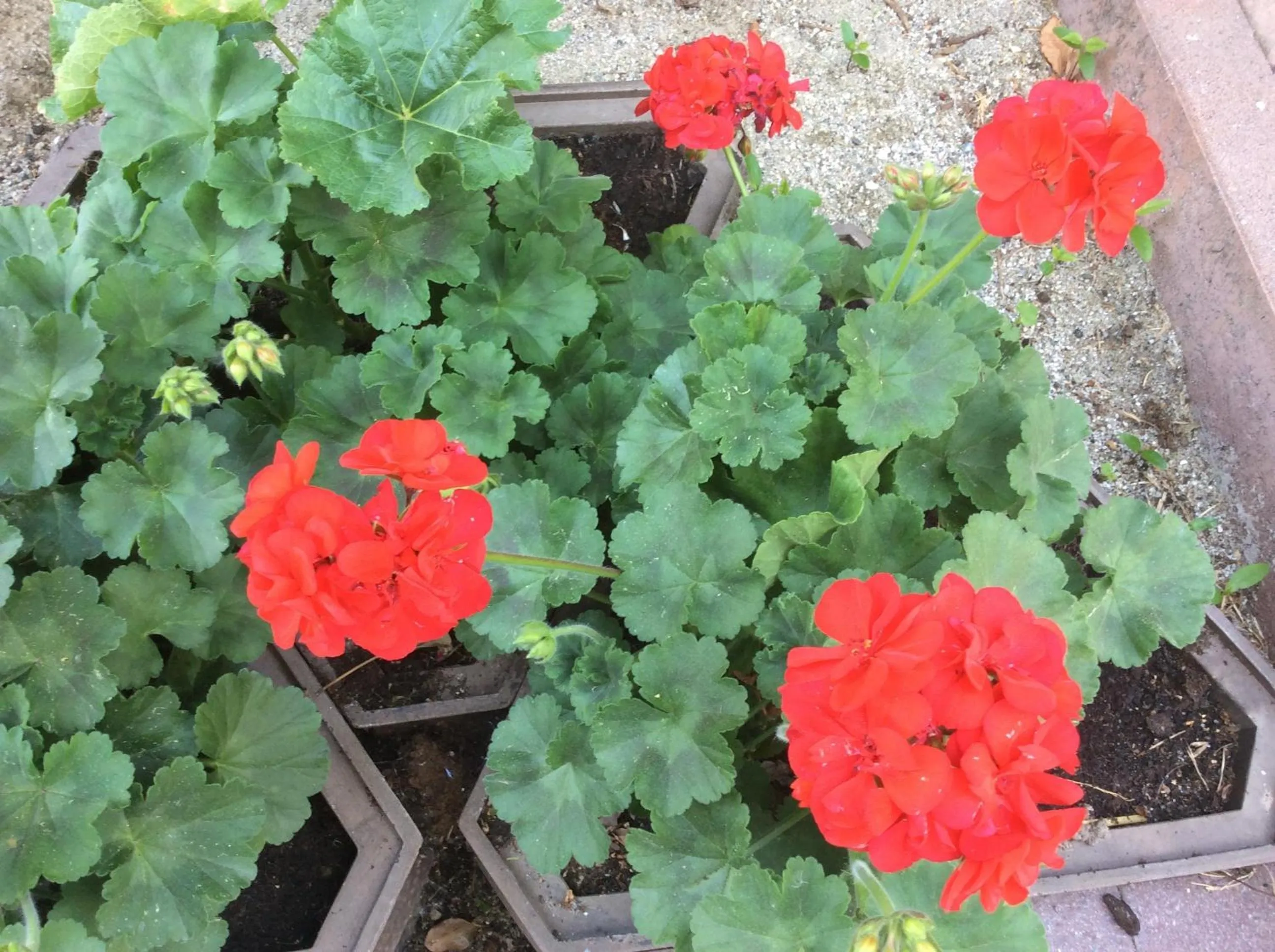 Other in Panorama Residence Schlossblick