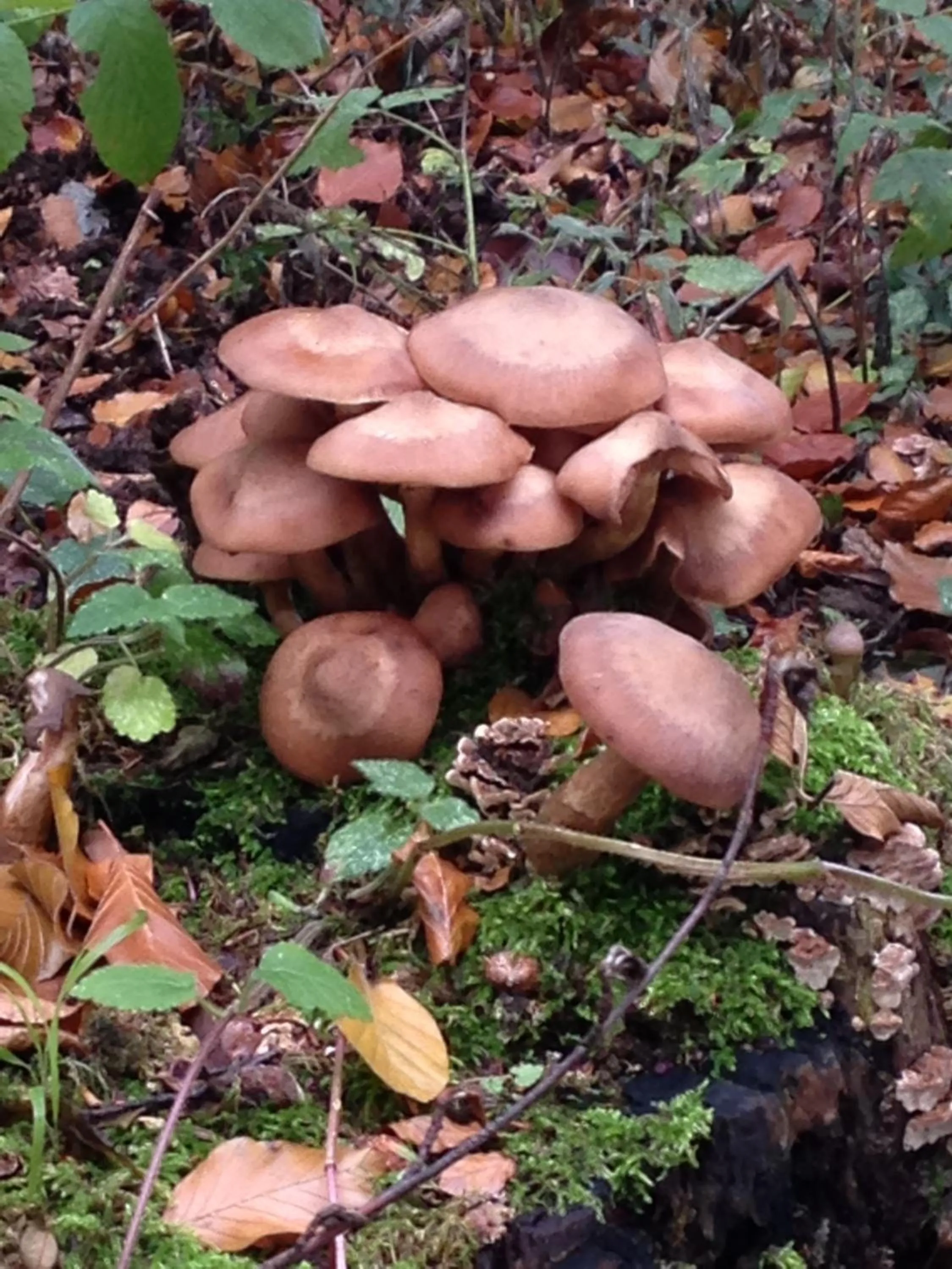 Other in Waldhotel Porta Westfalica