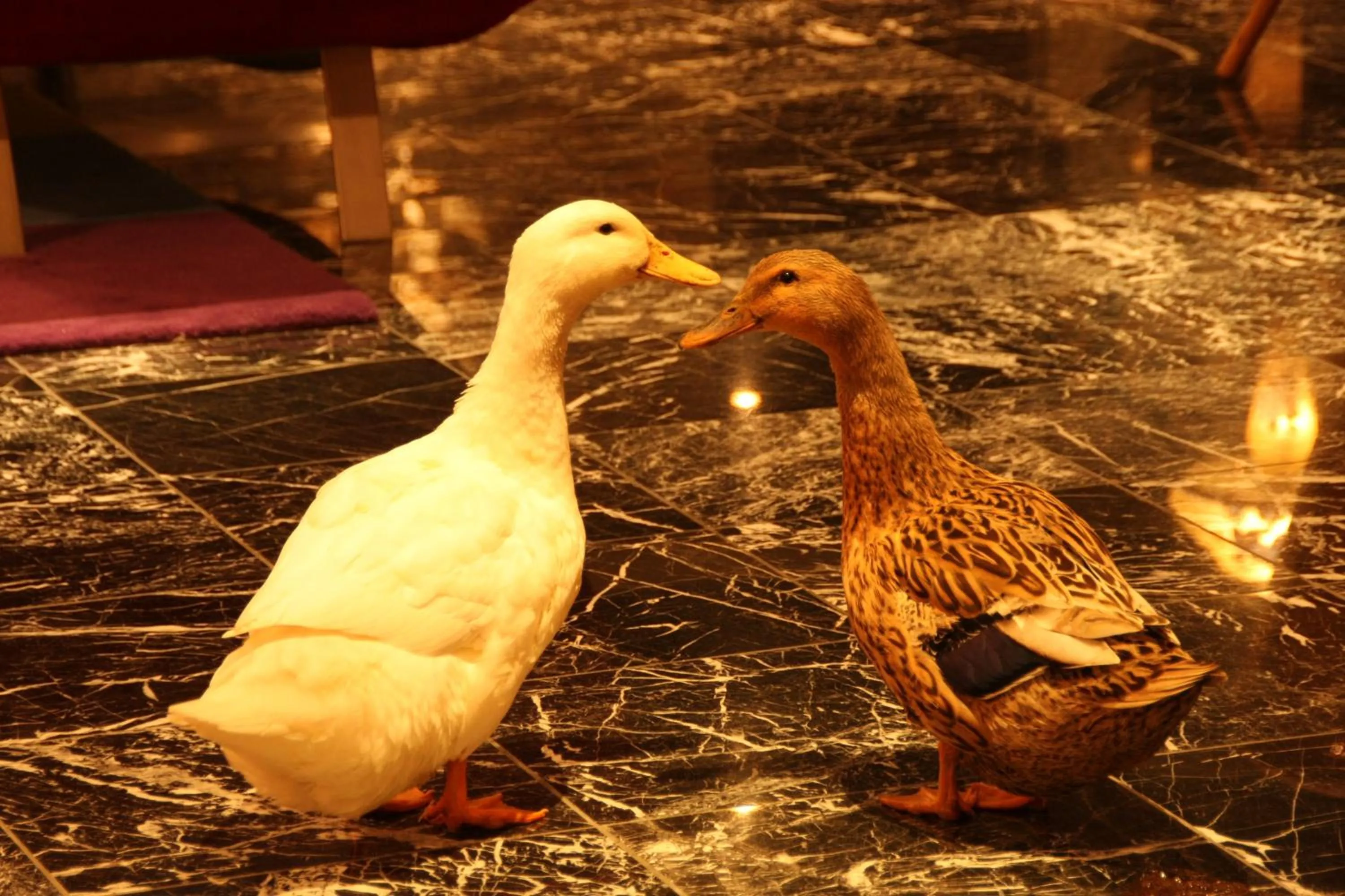 Animals in Relax Resort Hotel