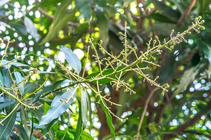 Visal Sak Guesthouse