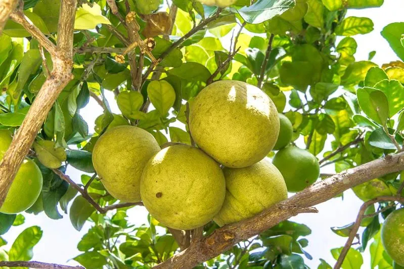 Visal Sak Guesthouse