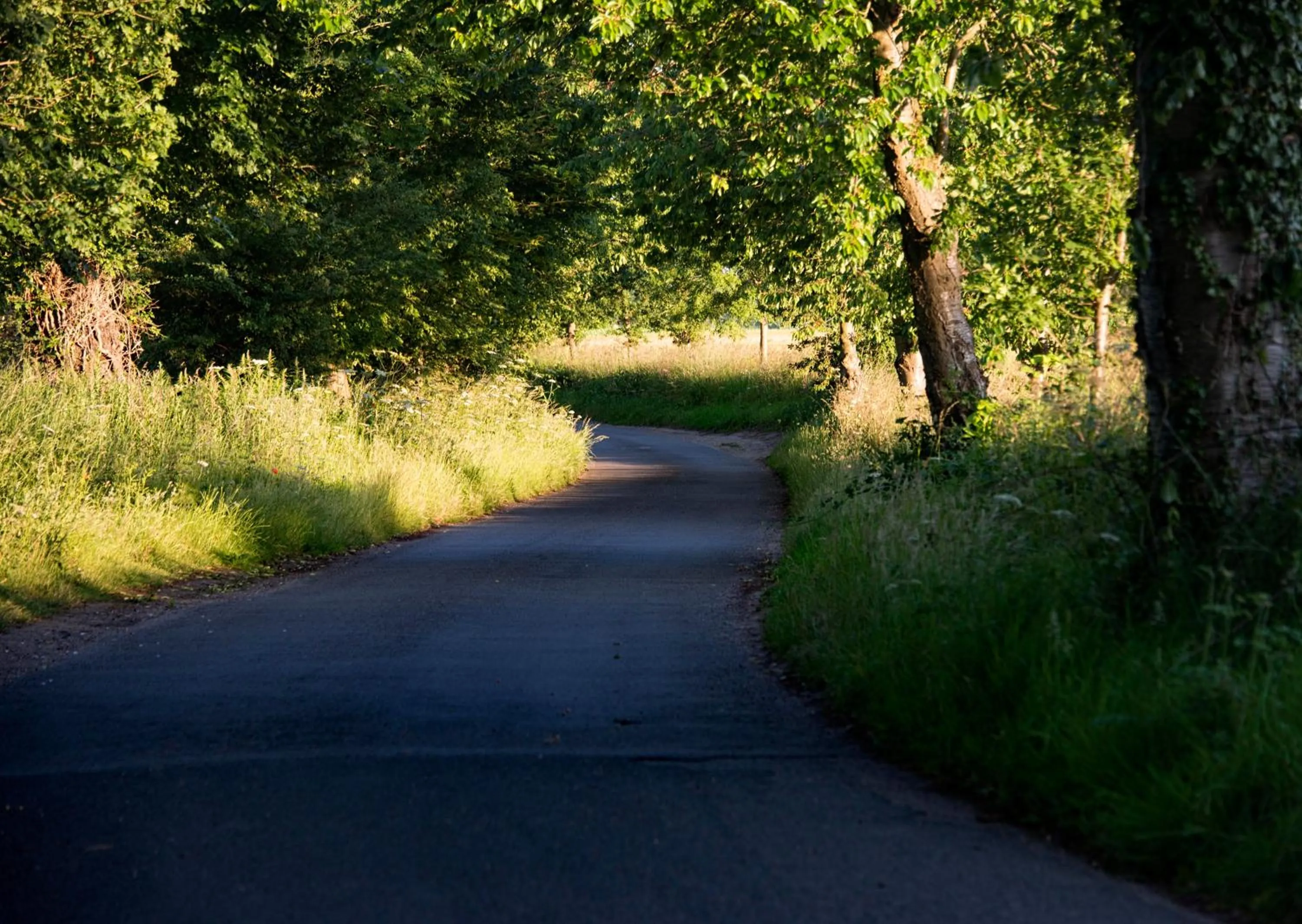 Natural landscape in Regency Guest House