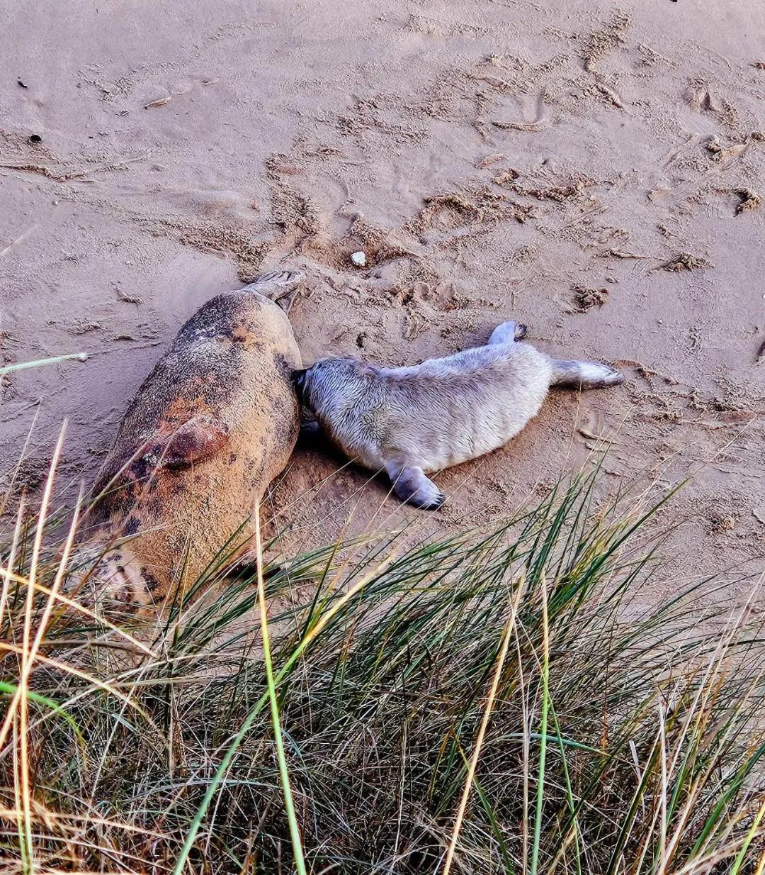 Natural landscape in Regency Guest House