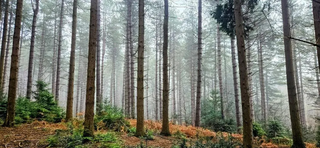 Natural landscape in Regency Guest House