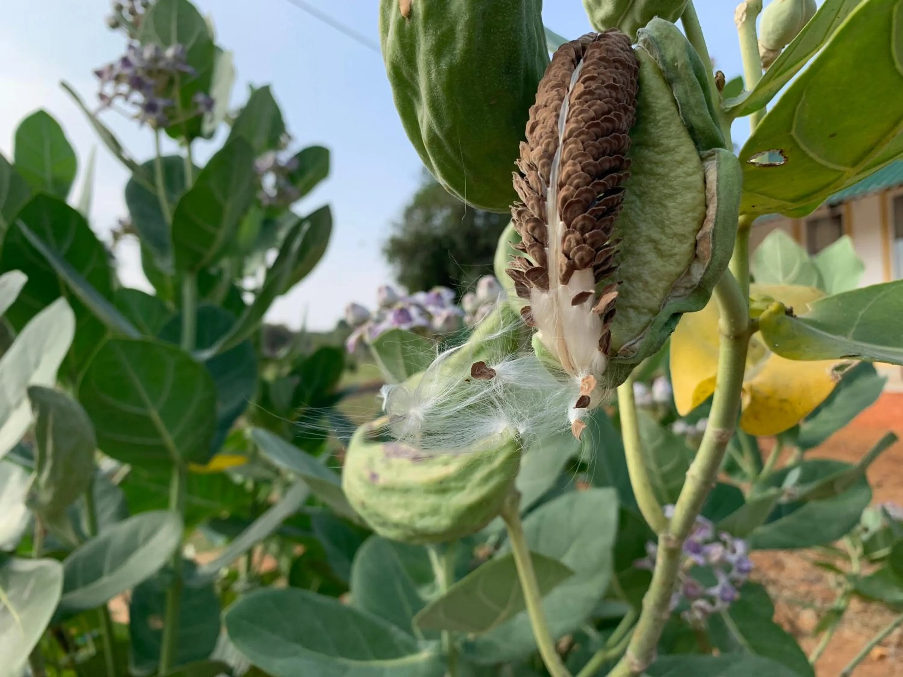 Thihawa Eco Huts Yala