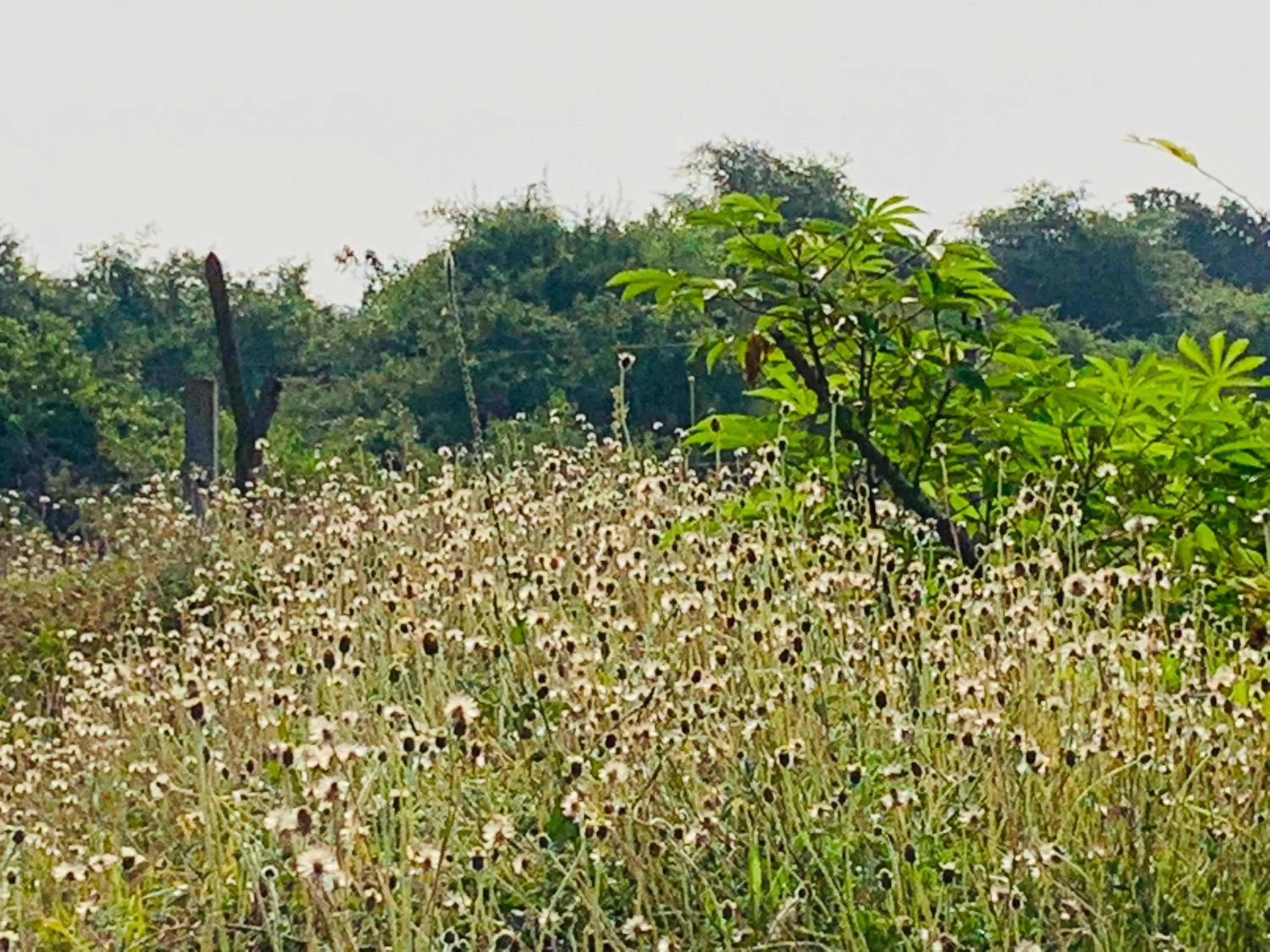 Thihawa Eco Huts Yala