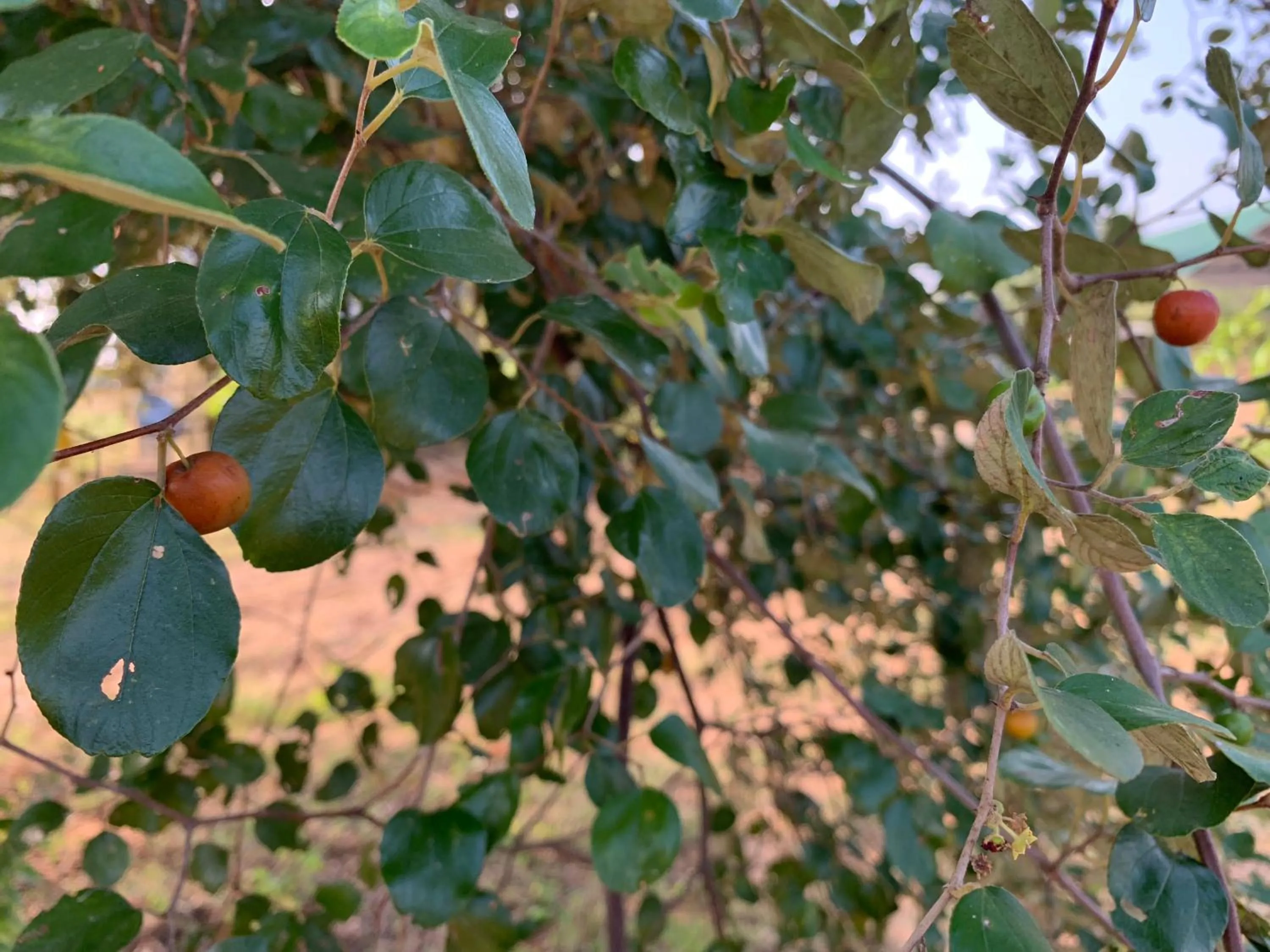 Garden in Thihawa Eco Huts Yala