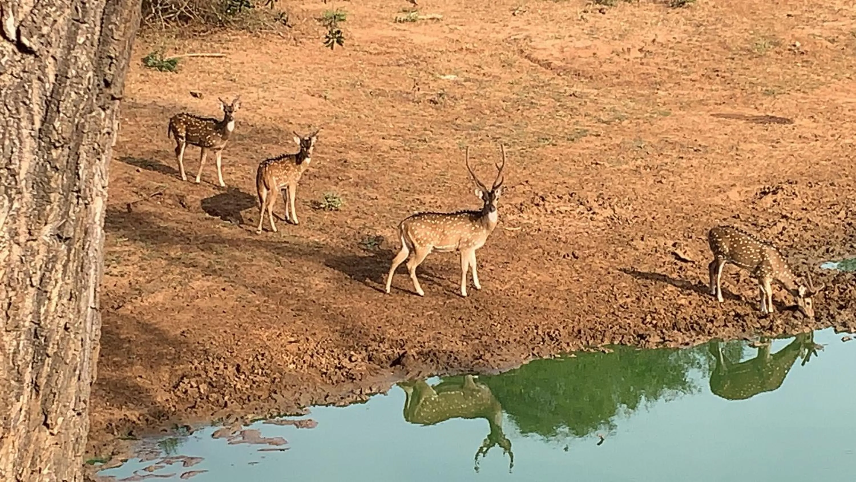 Thihawa Eco Huts Yala