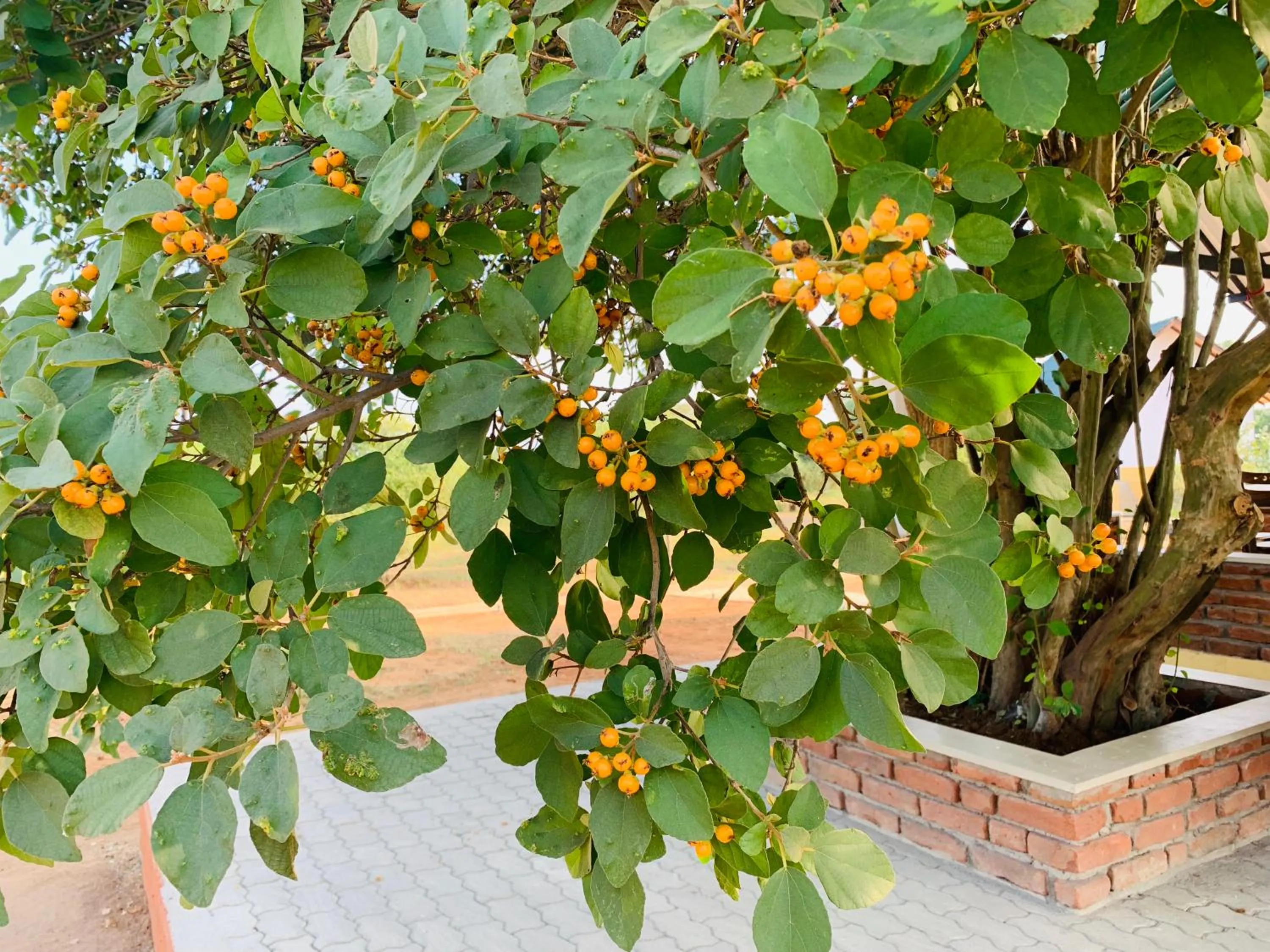 Thihawa Eco Huts Yala