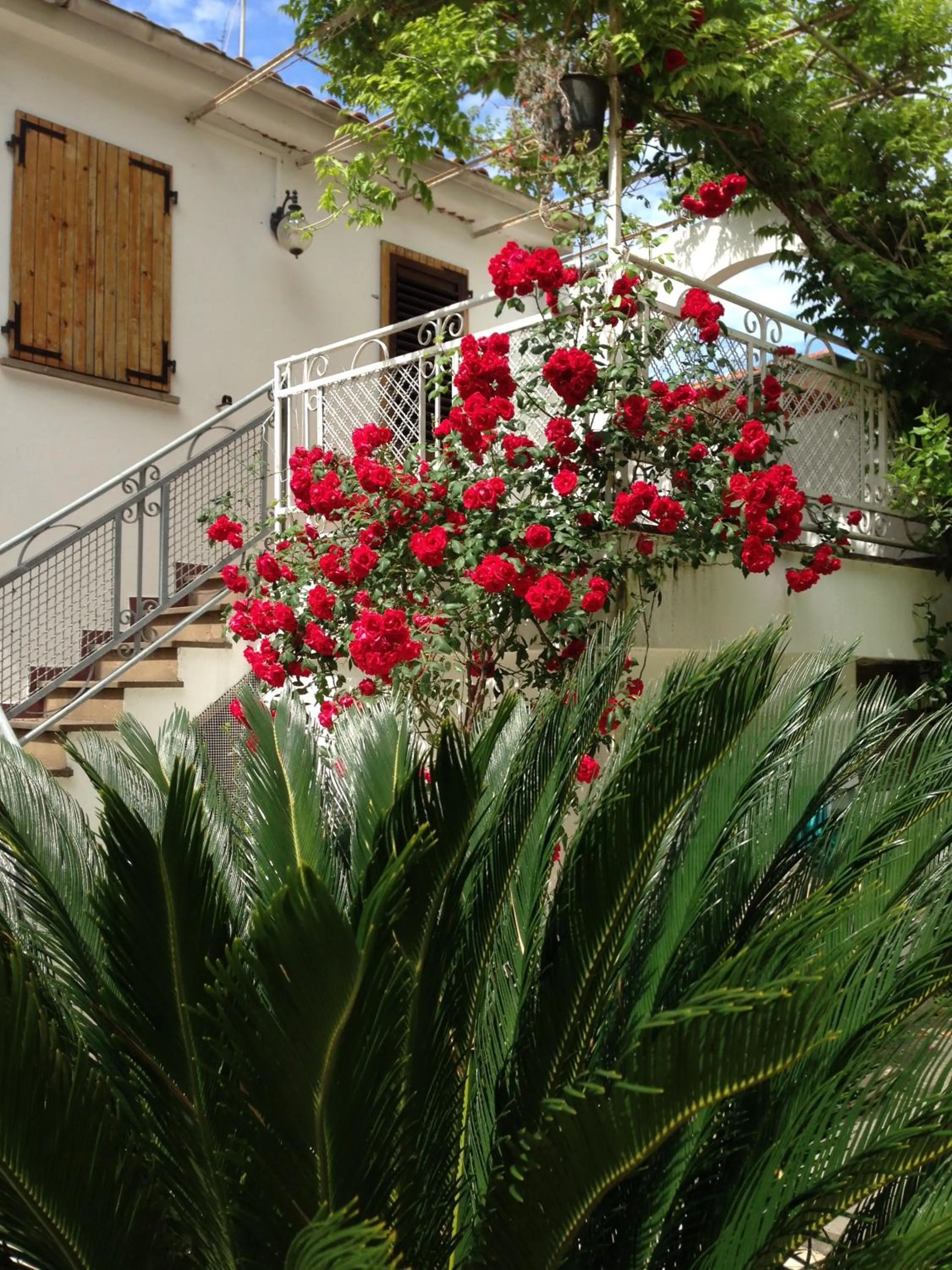 Garden in NOIDUE Hotel